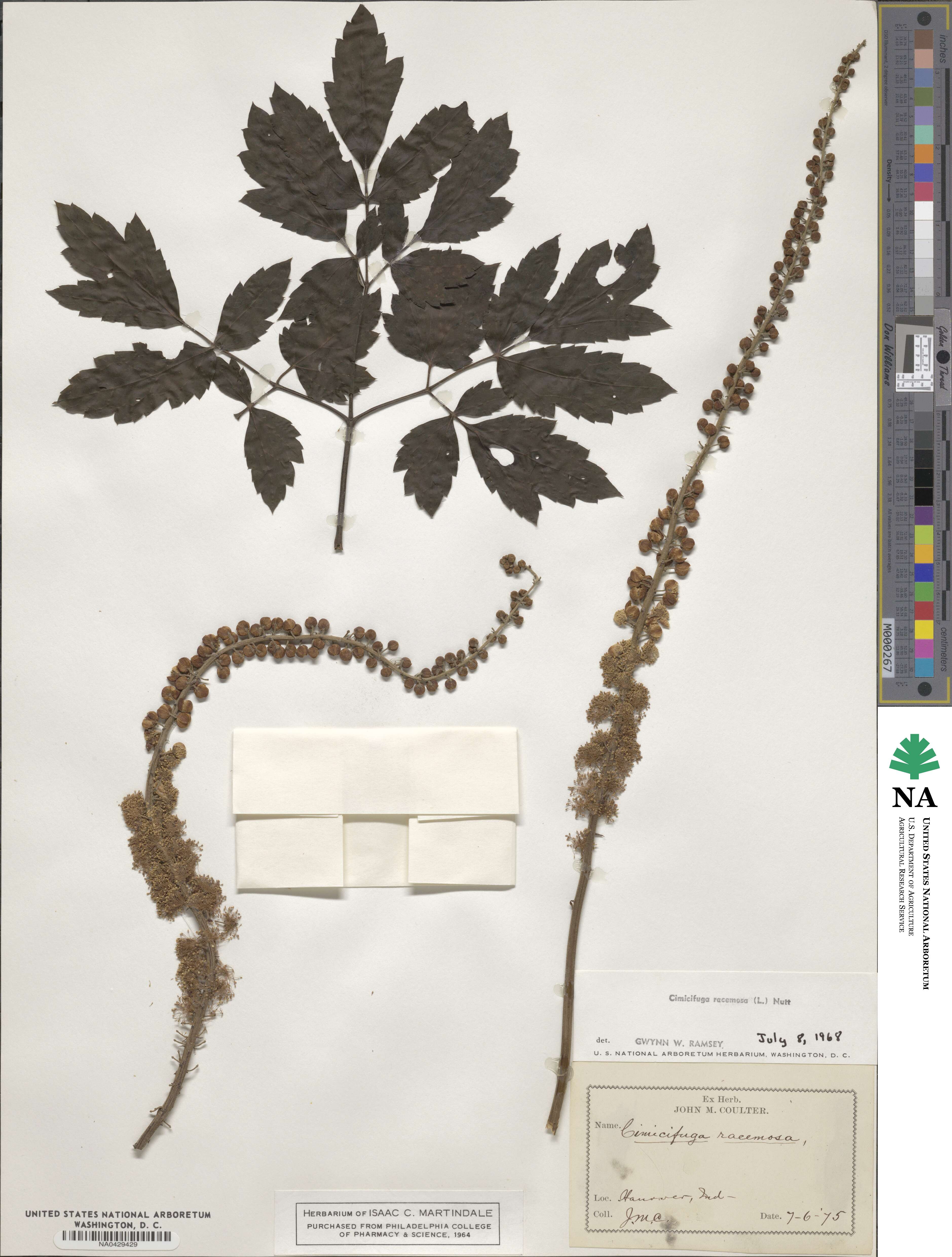 Actaea racemosa image