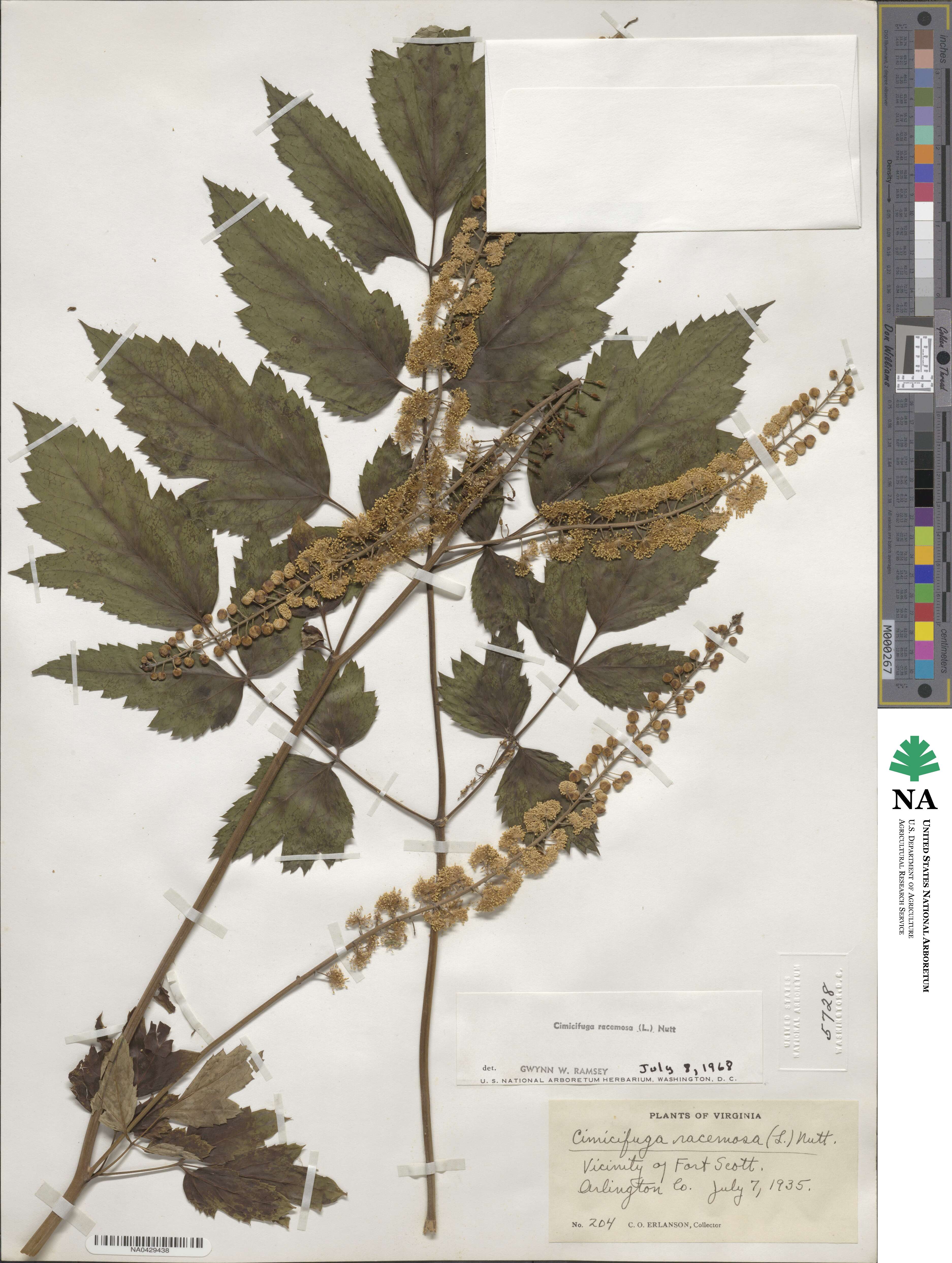 Actaea racemosa image