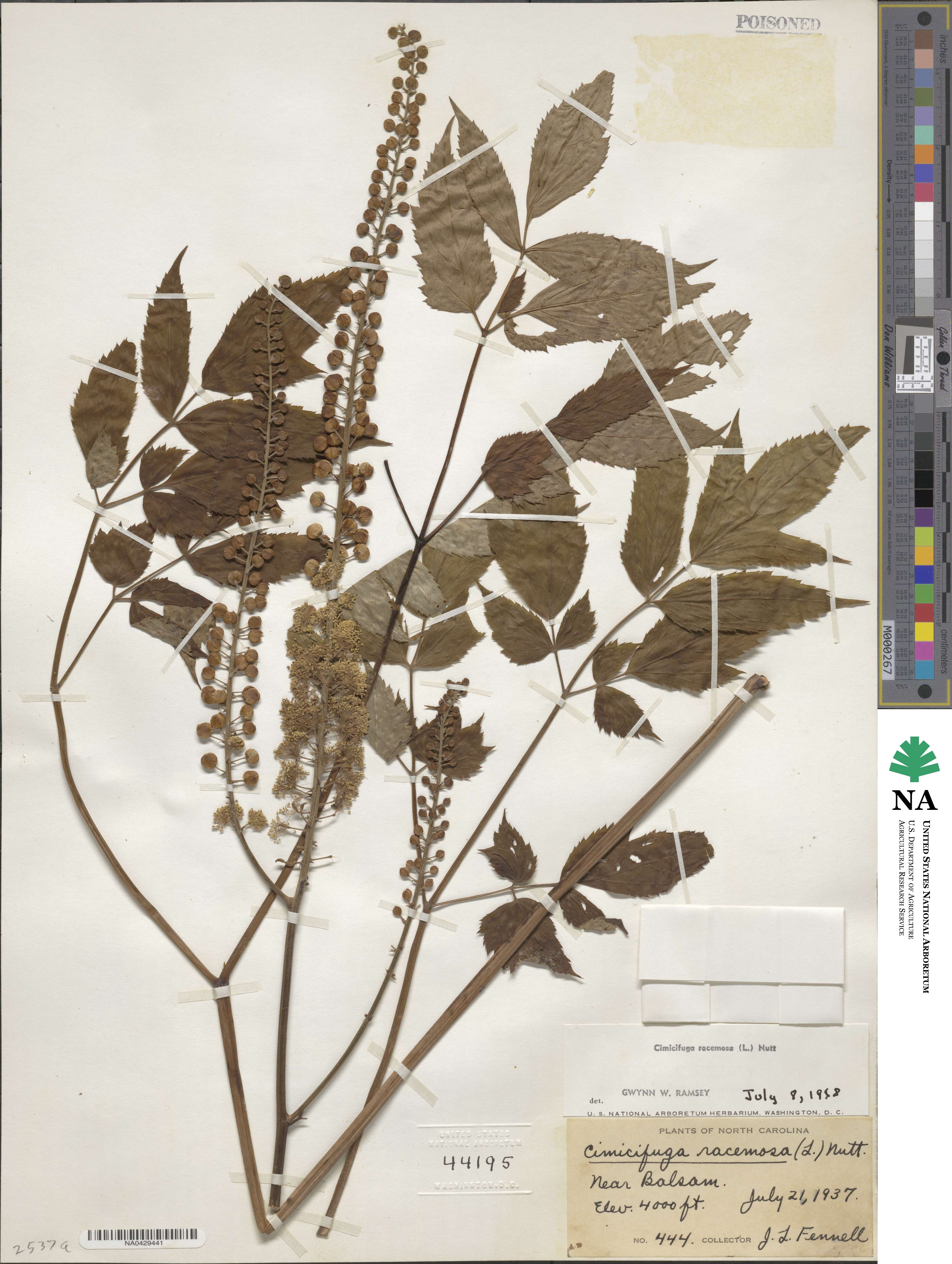 Actaea racemosa image