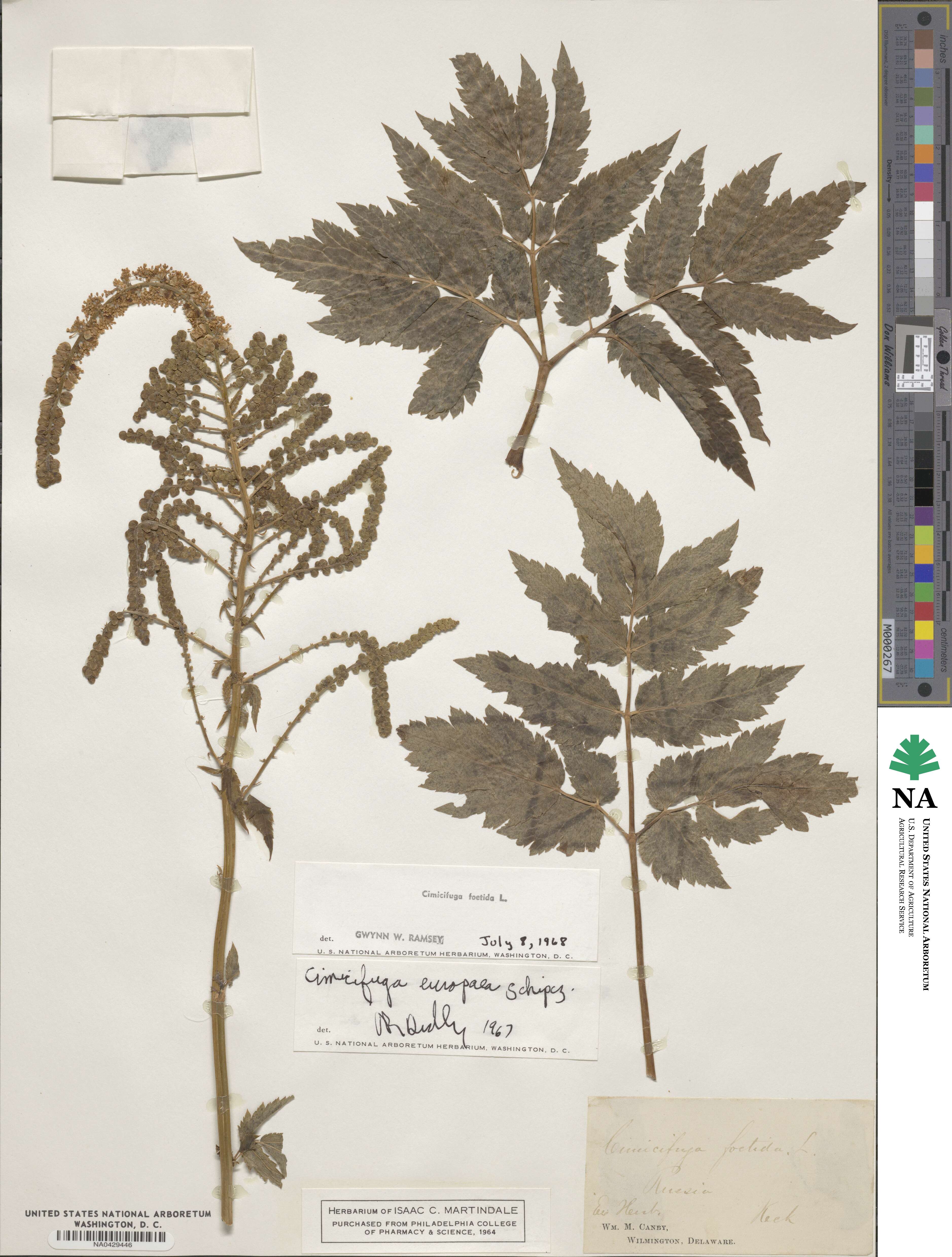 Cimicifuga foetida image