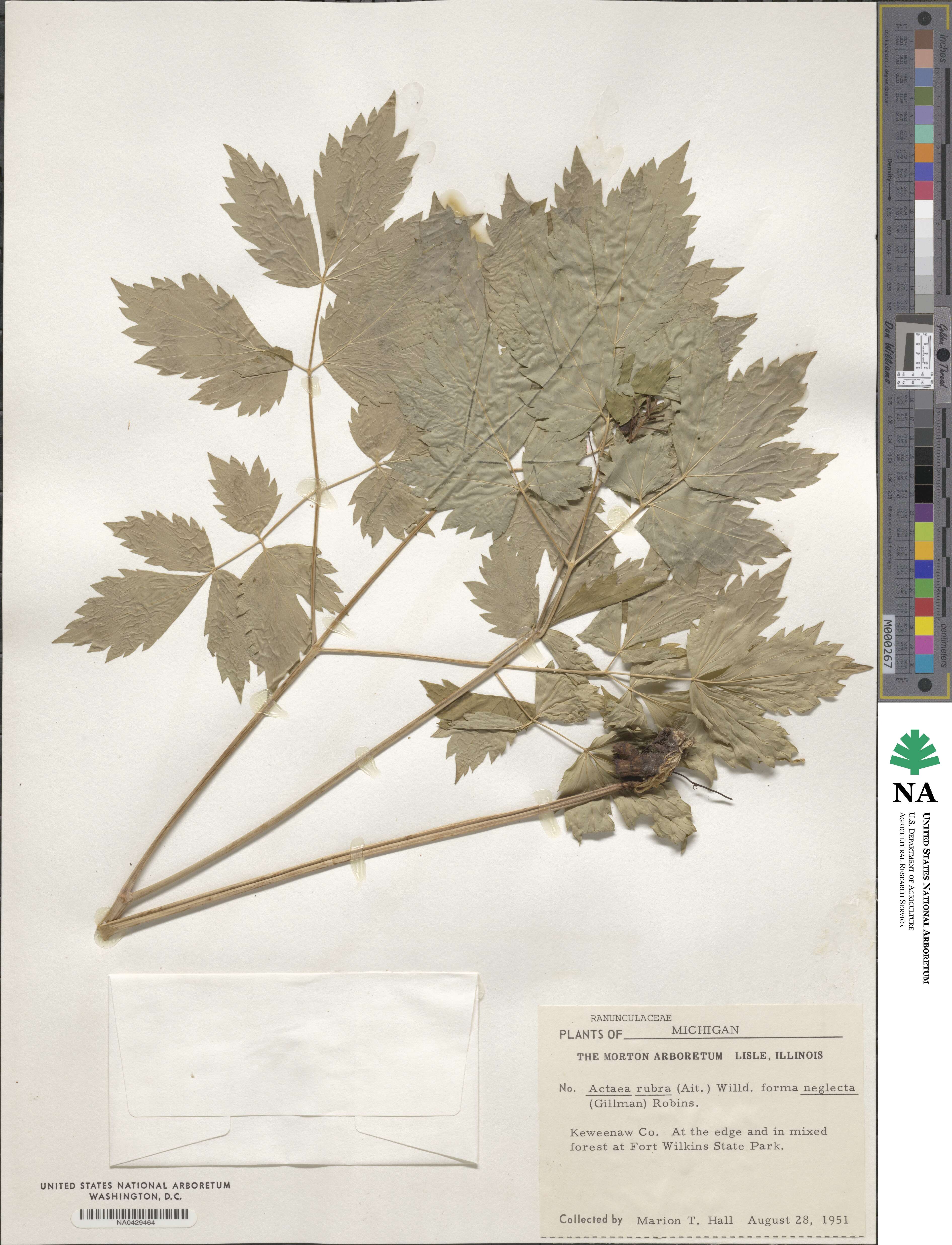 Actaea rubra subsp. rubra image