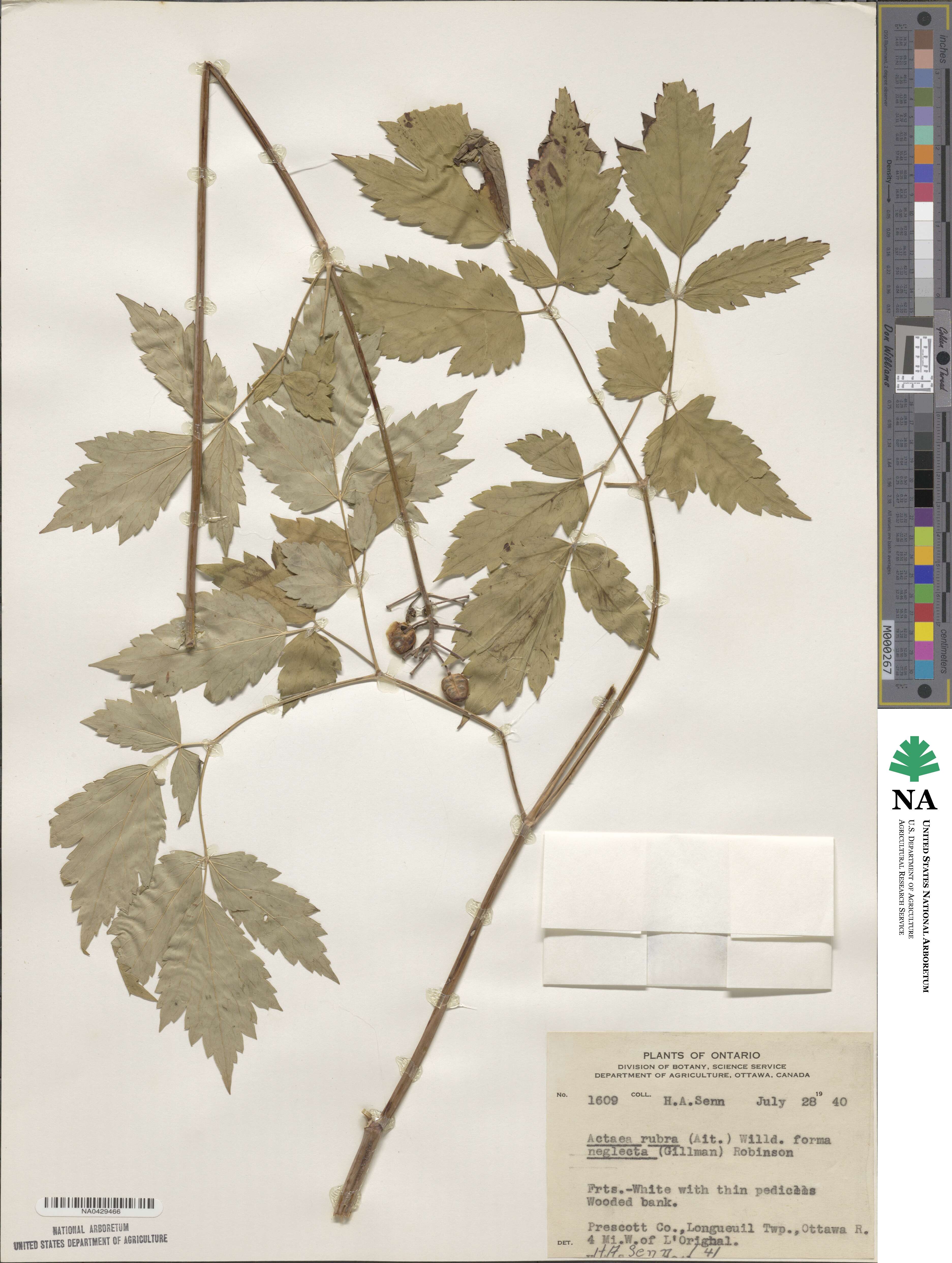 Actaea rubra subsp. rubra image