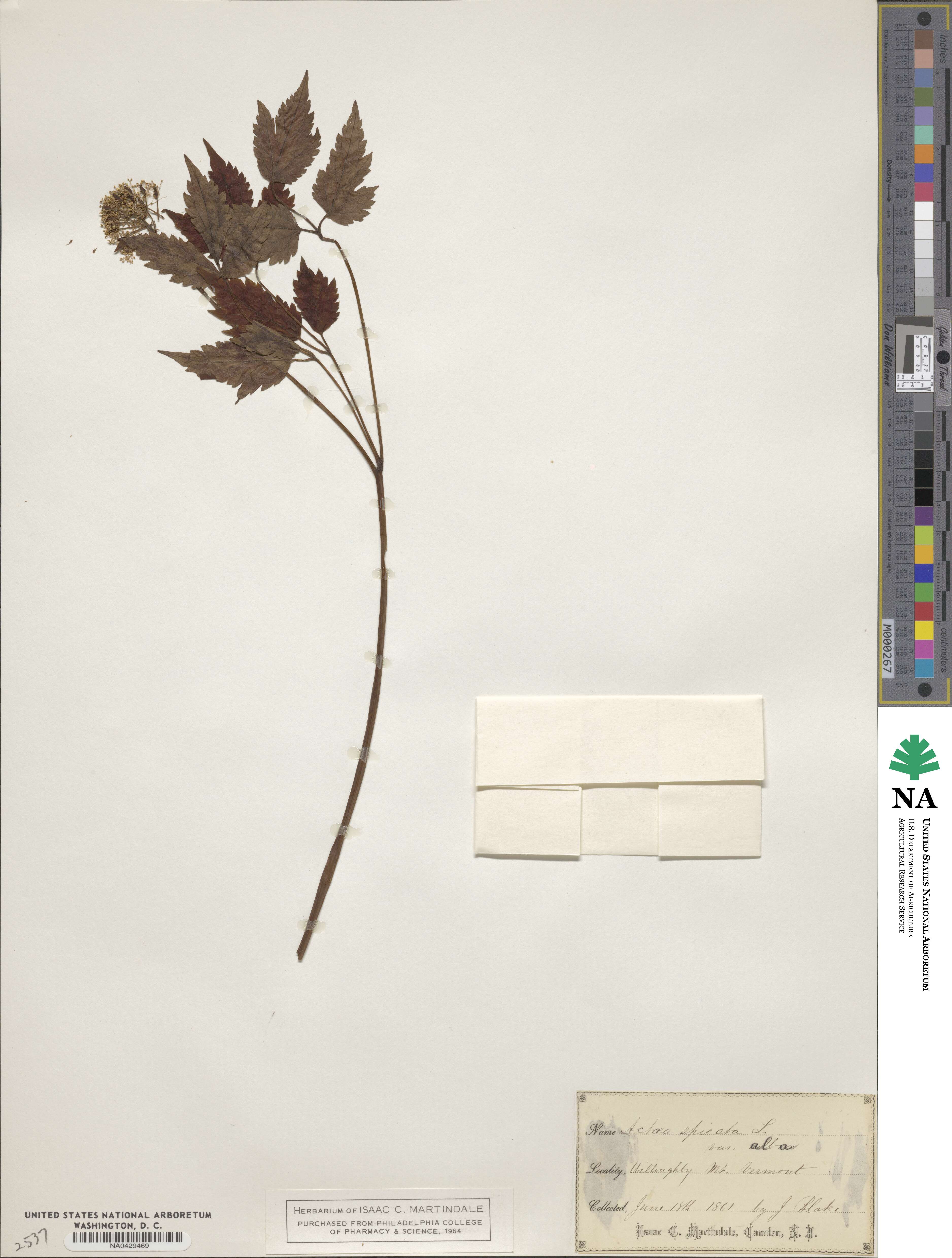 Actaea rubra subsp. arguta image