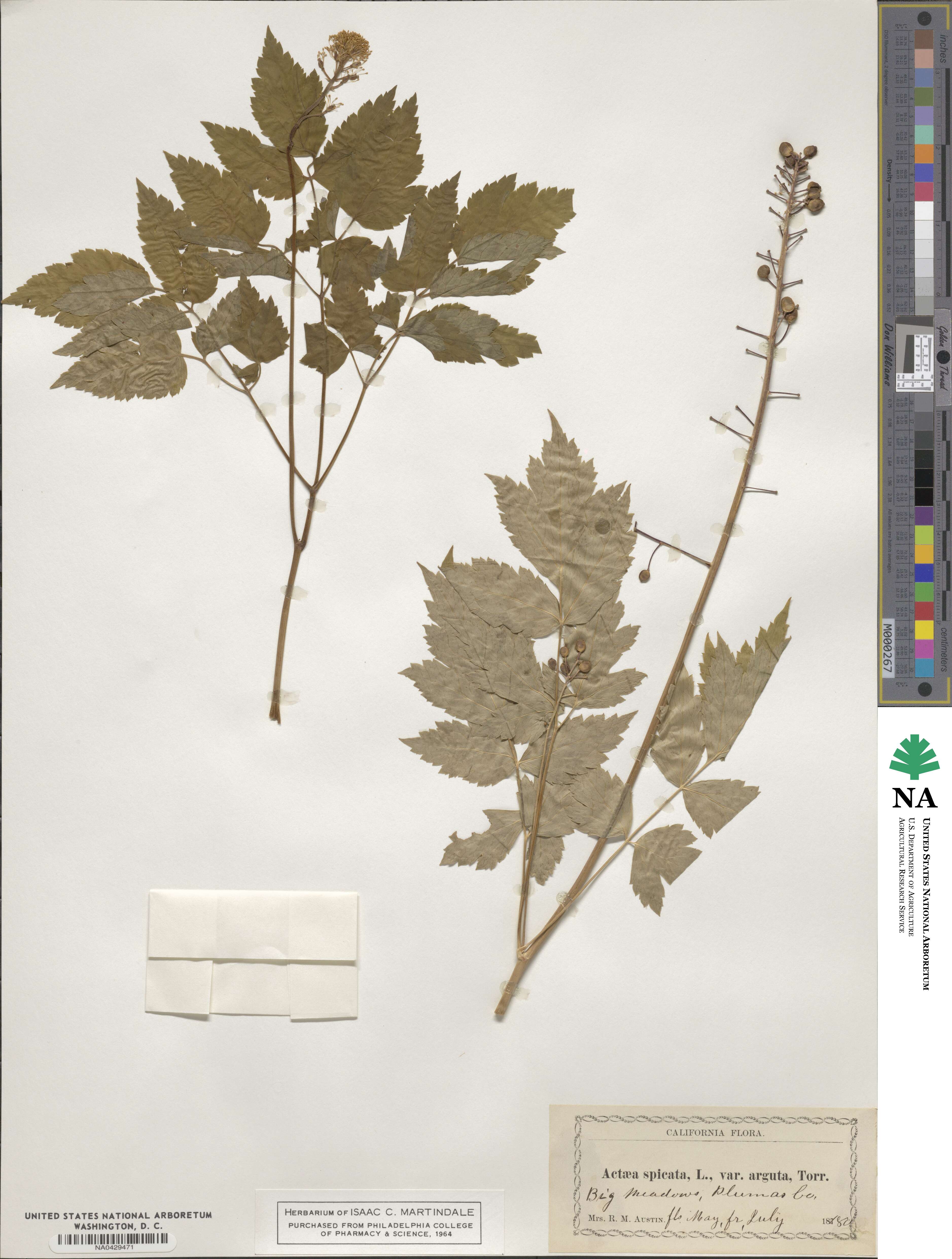 Actaea rubra image