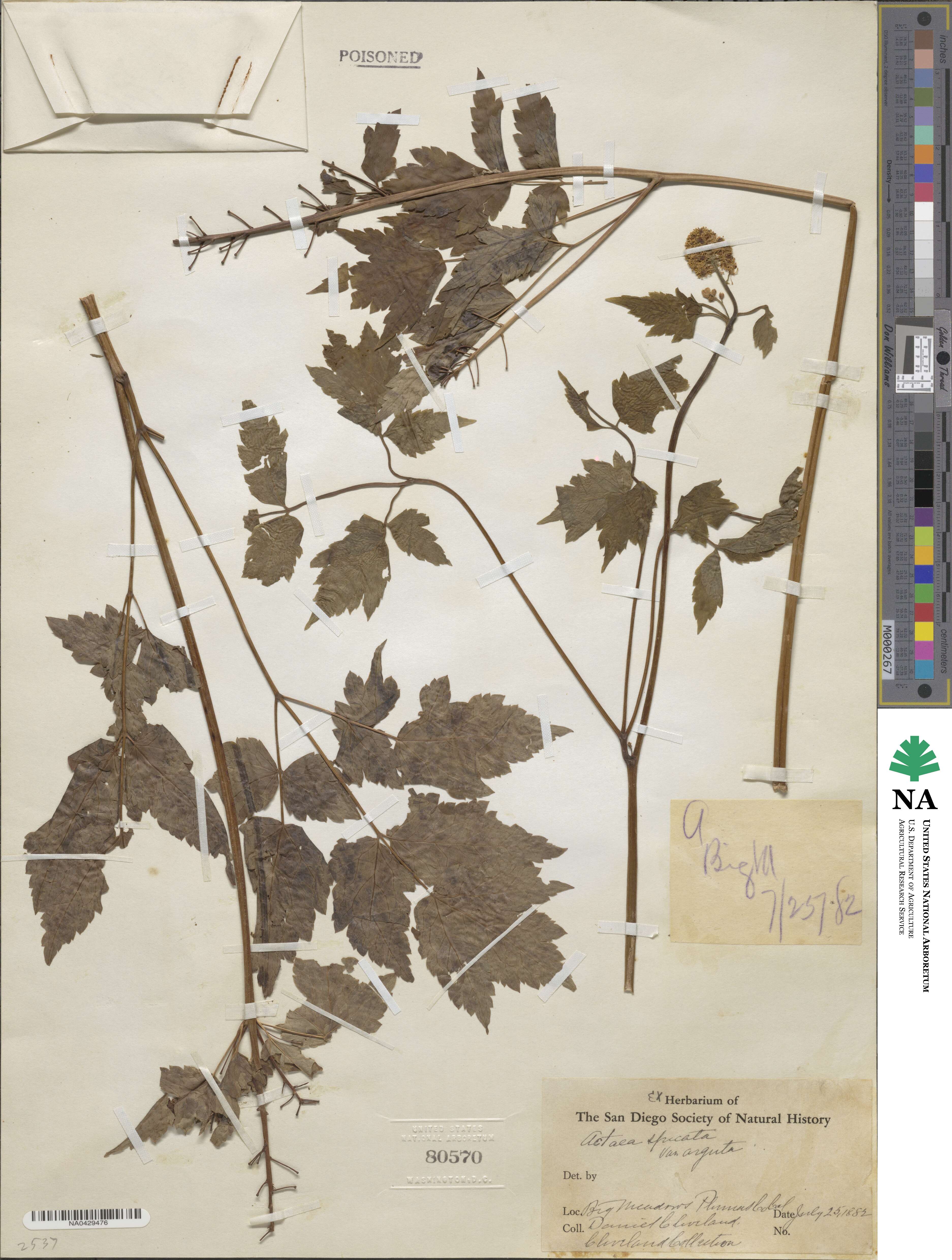 Actaea rubra subsp. arguta image