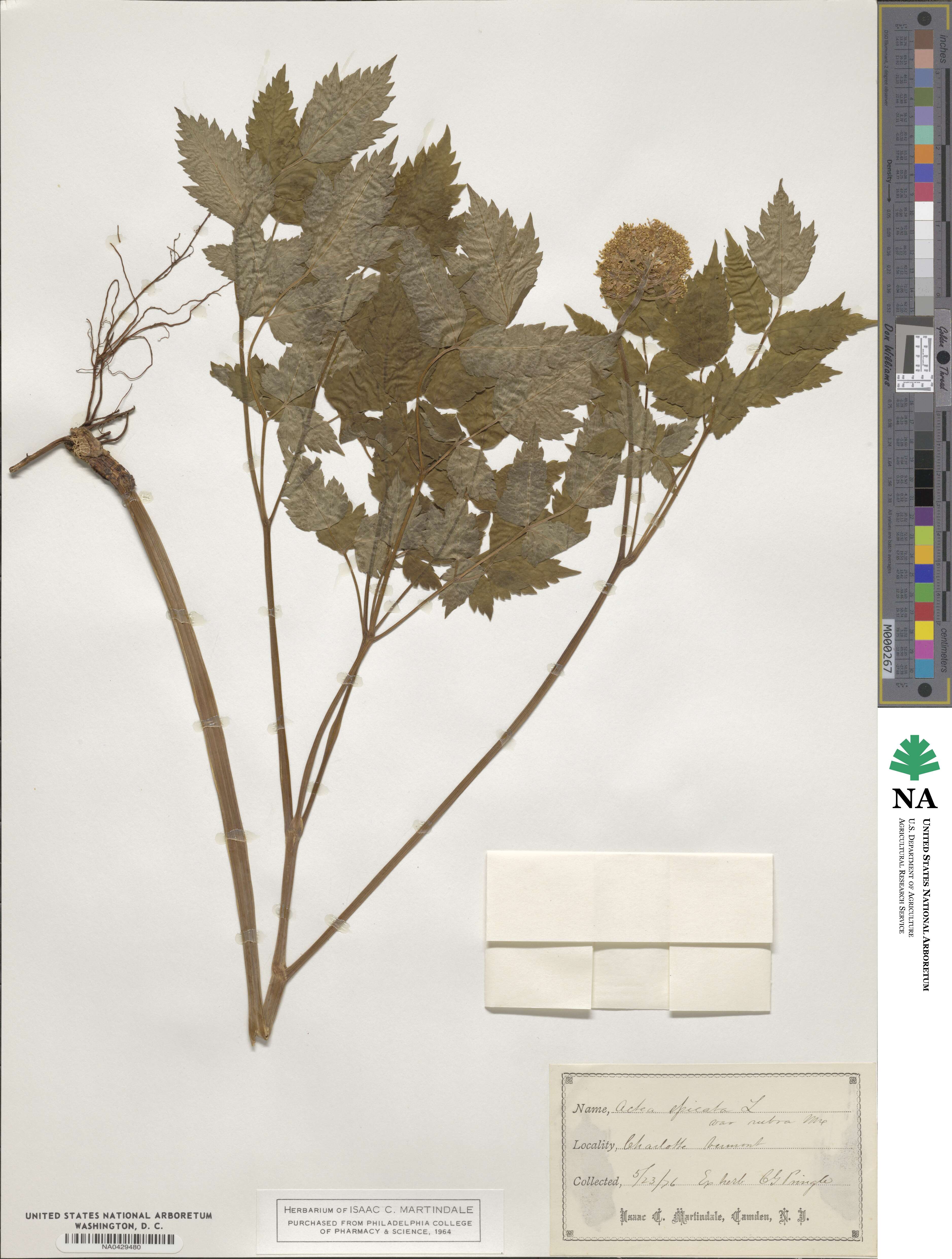 Actaea rubra subsp. rubra image