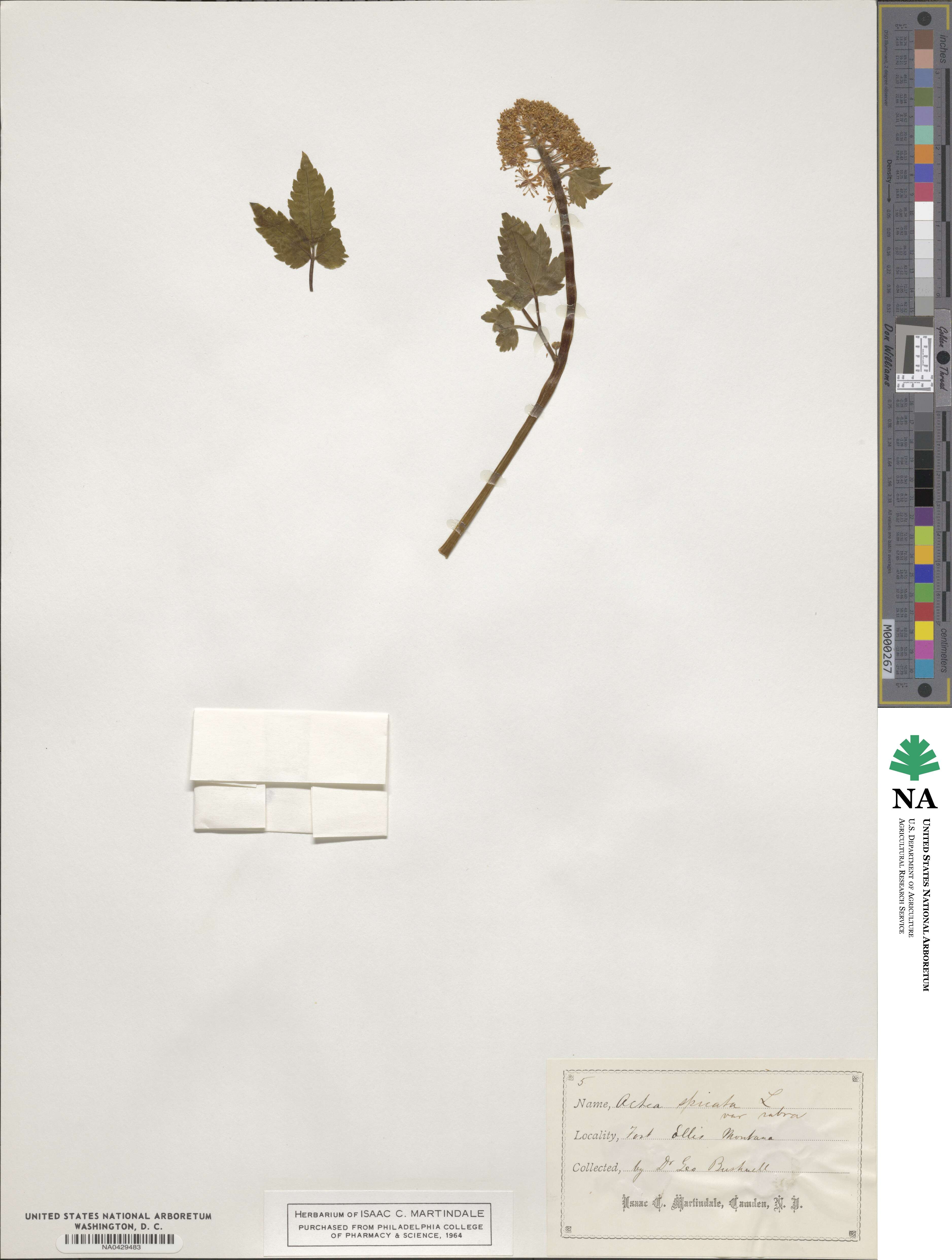 Actaea rubra subsp. rubra image