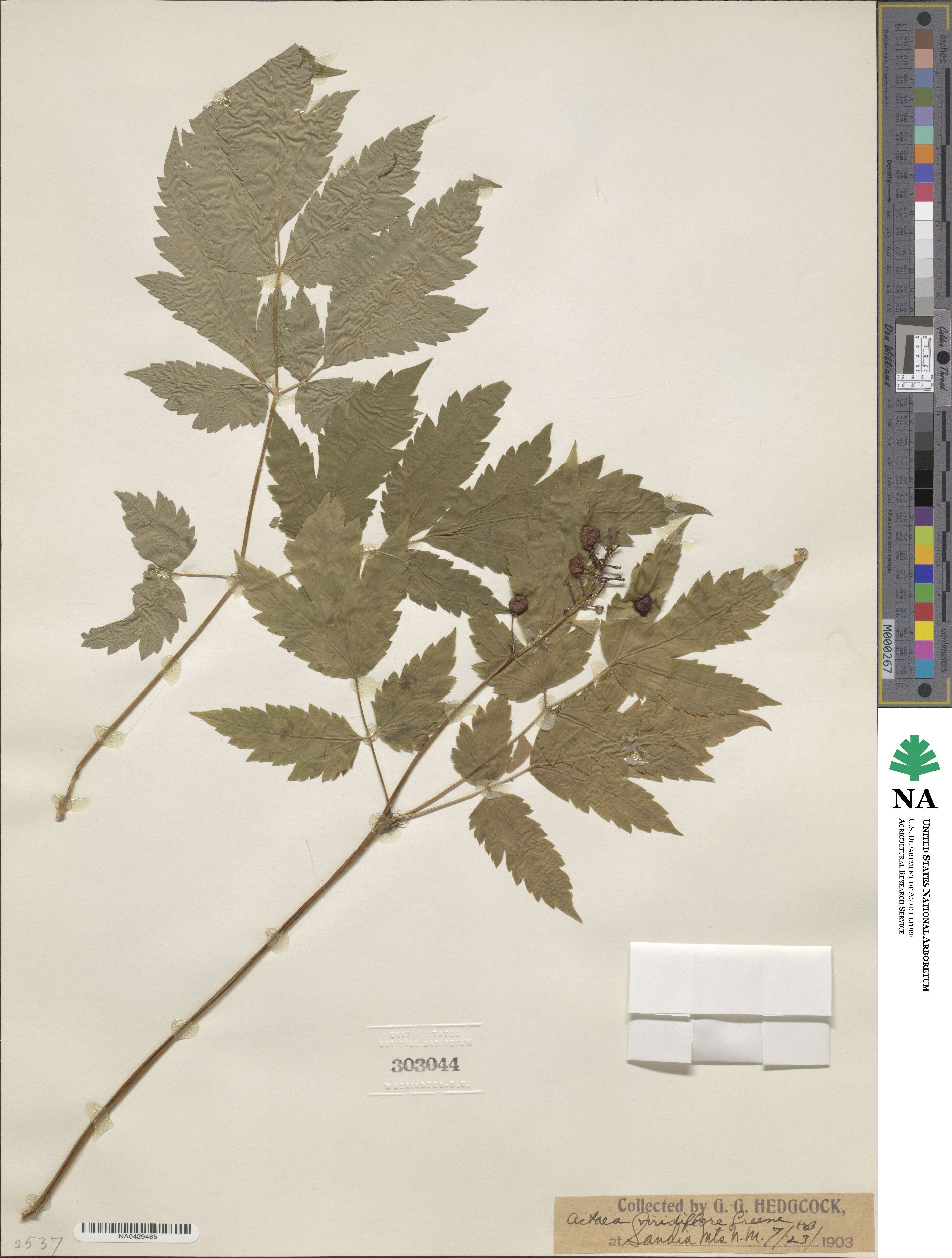 Actaea rubra image