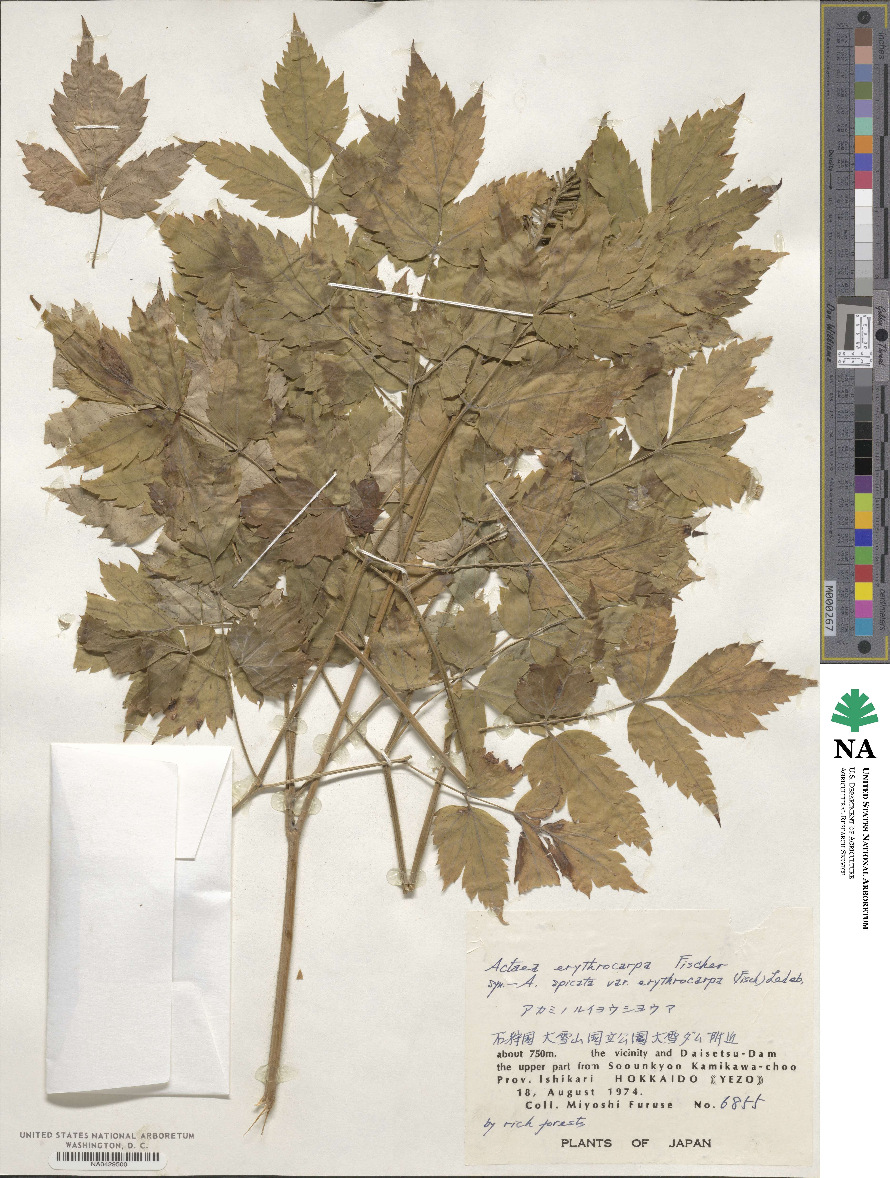 Actaea rubra subsp. rubra image