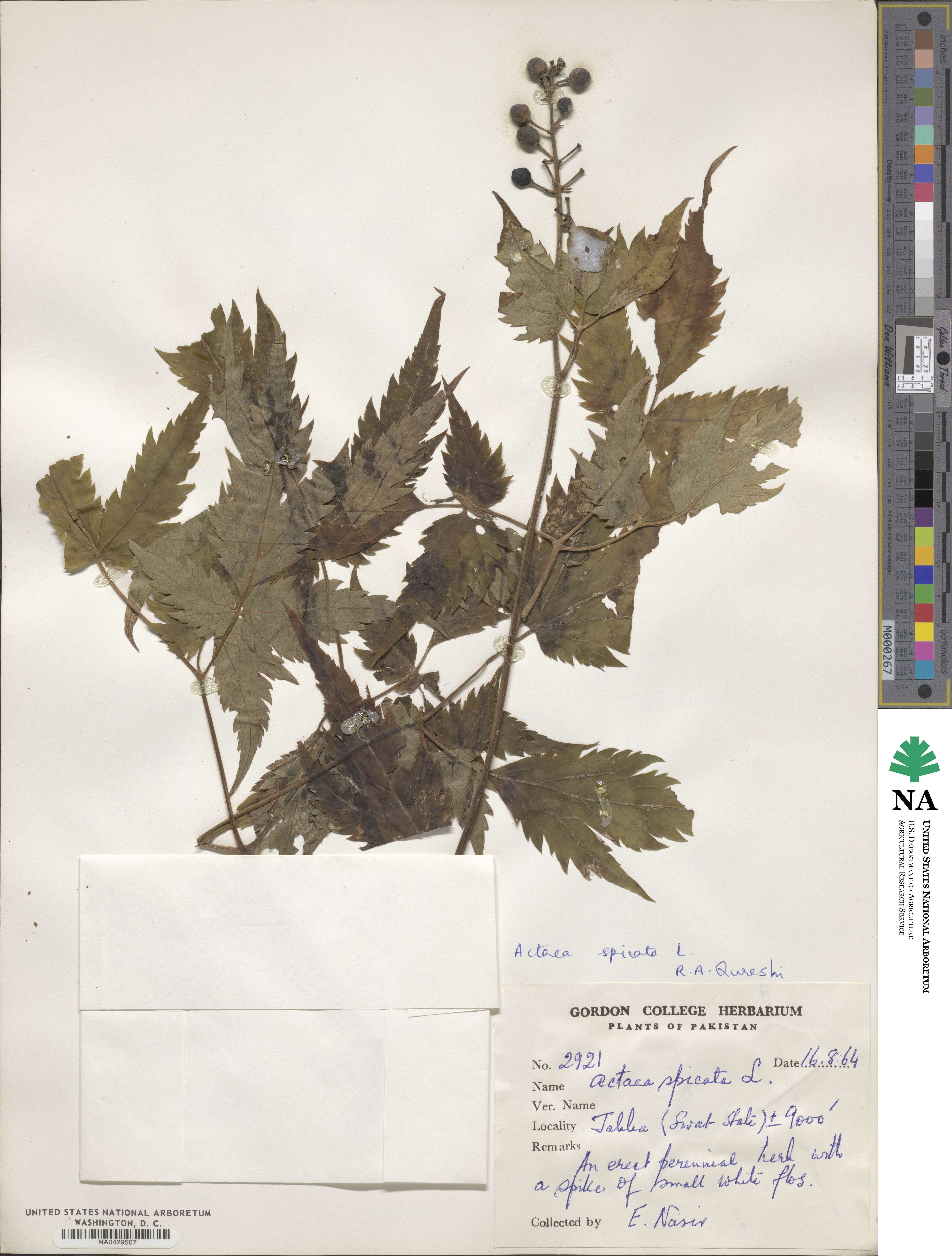 Actaea spicata image