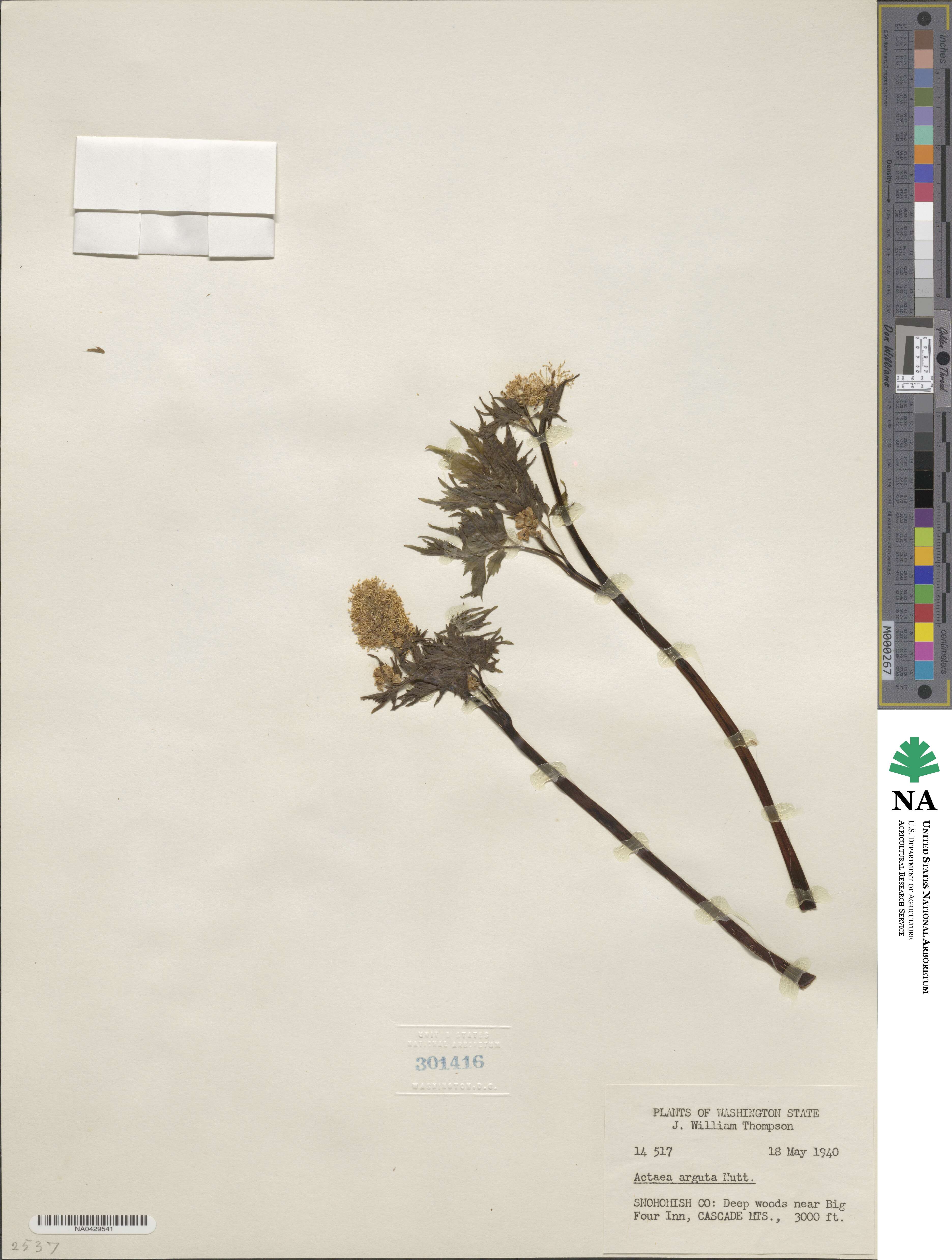Actaea rubra subsp. arguta image
