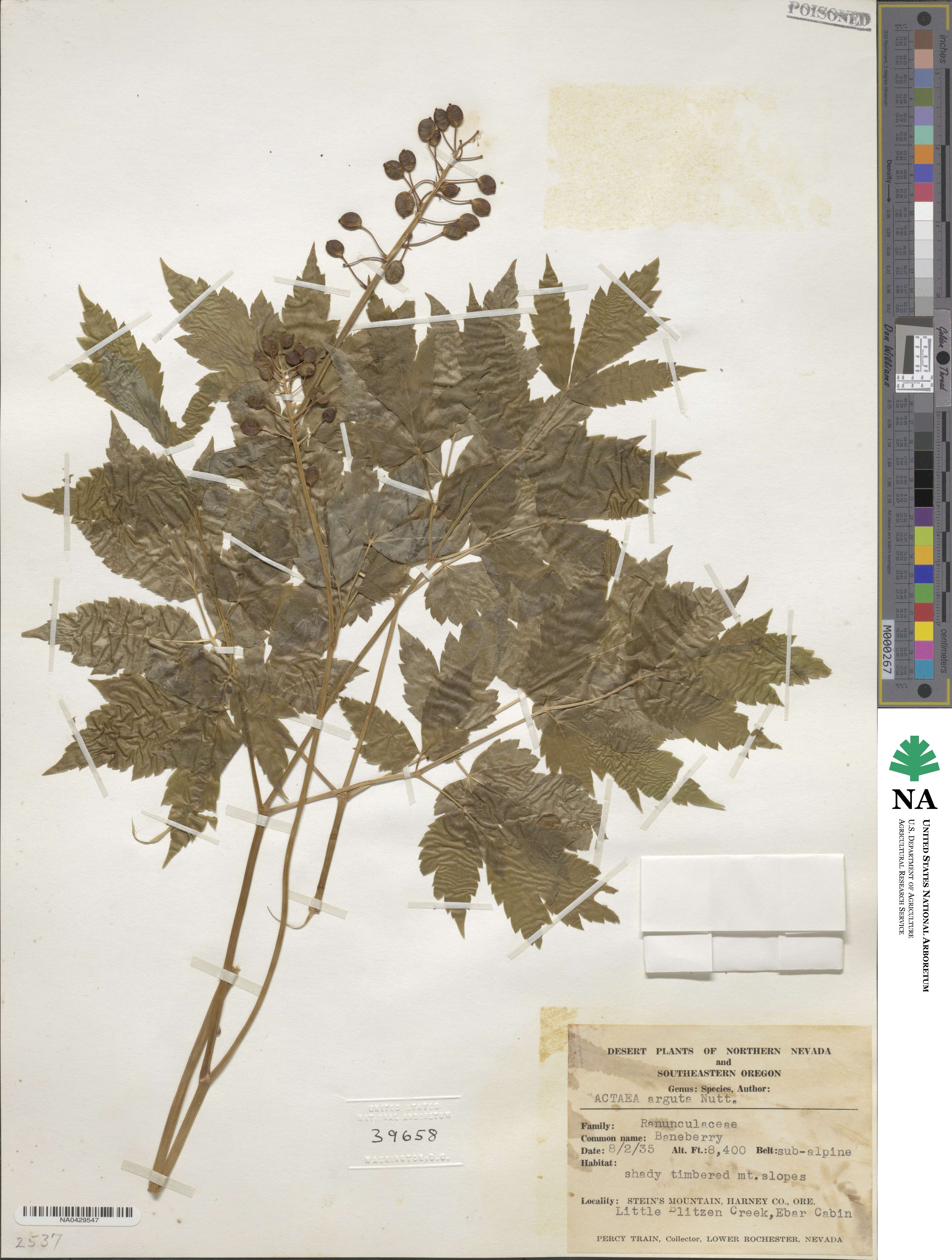 Actaea rubra subsp. arguta image