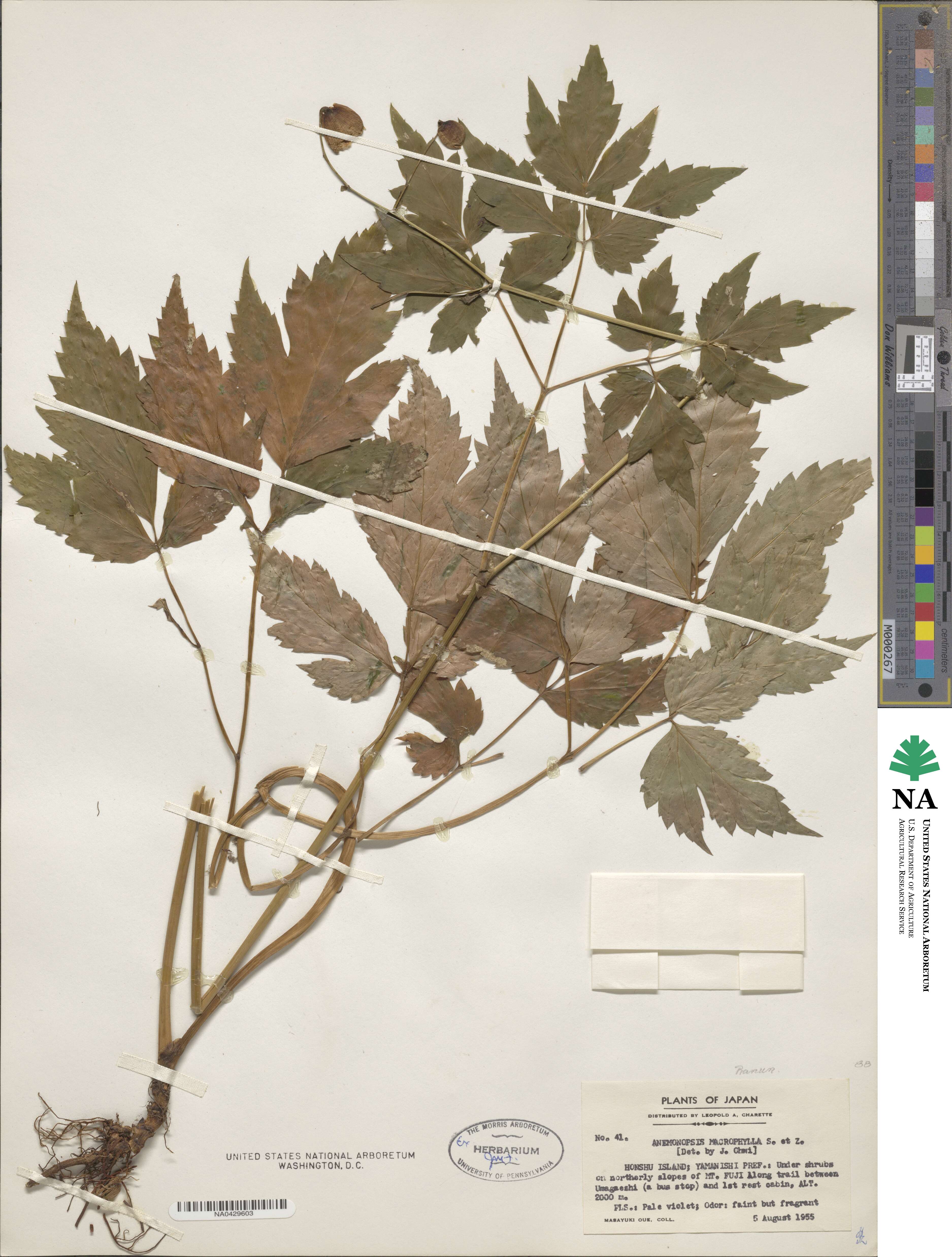 Anemonopsis macrophylla image