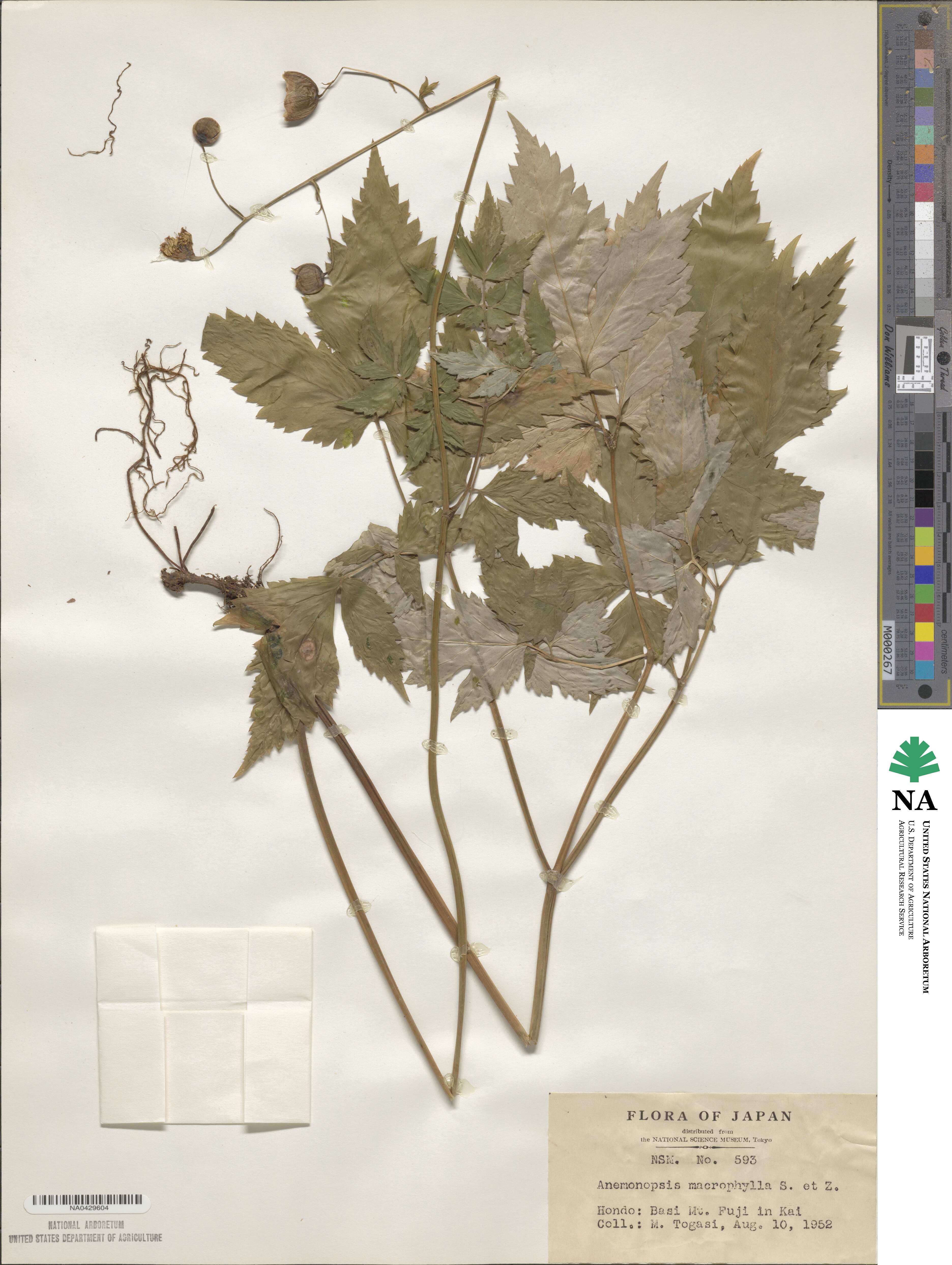 Anemonopsis macrophylla image