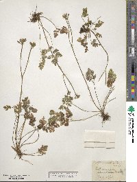 Coptis aspleniifolia image