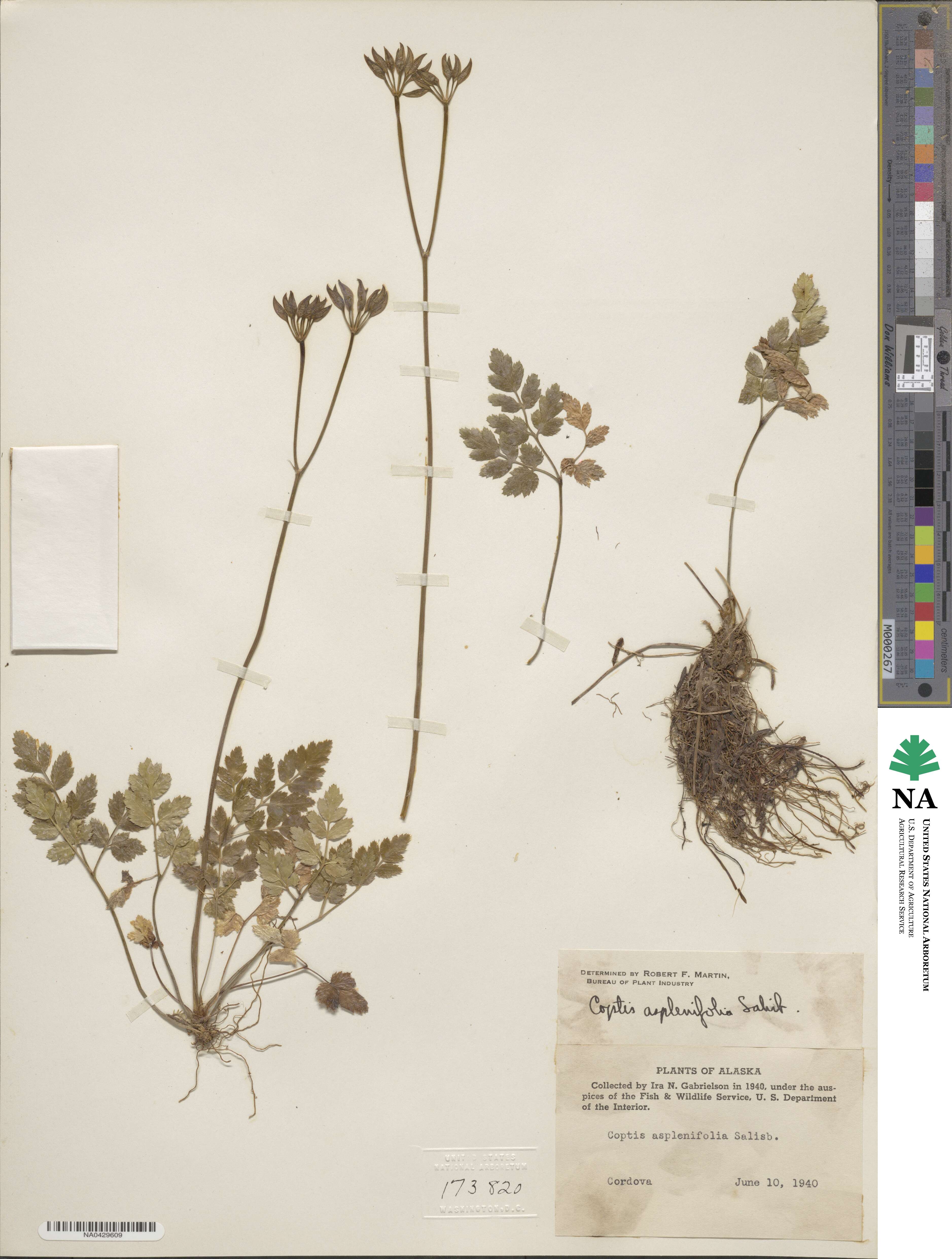 Coptis aspleniifolia image