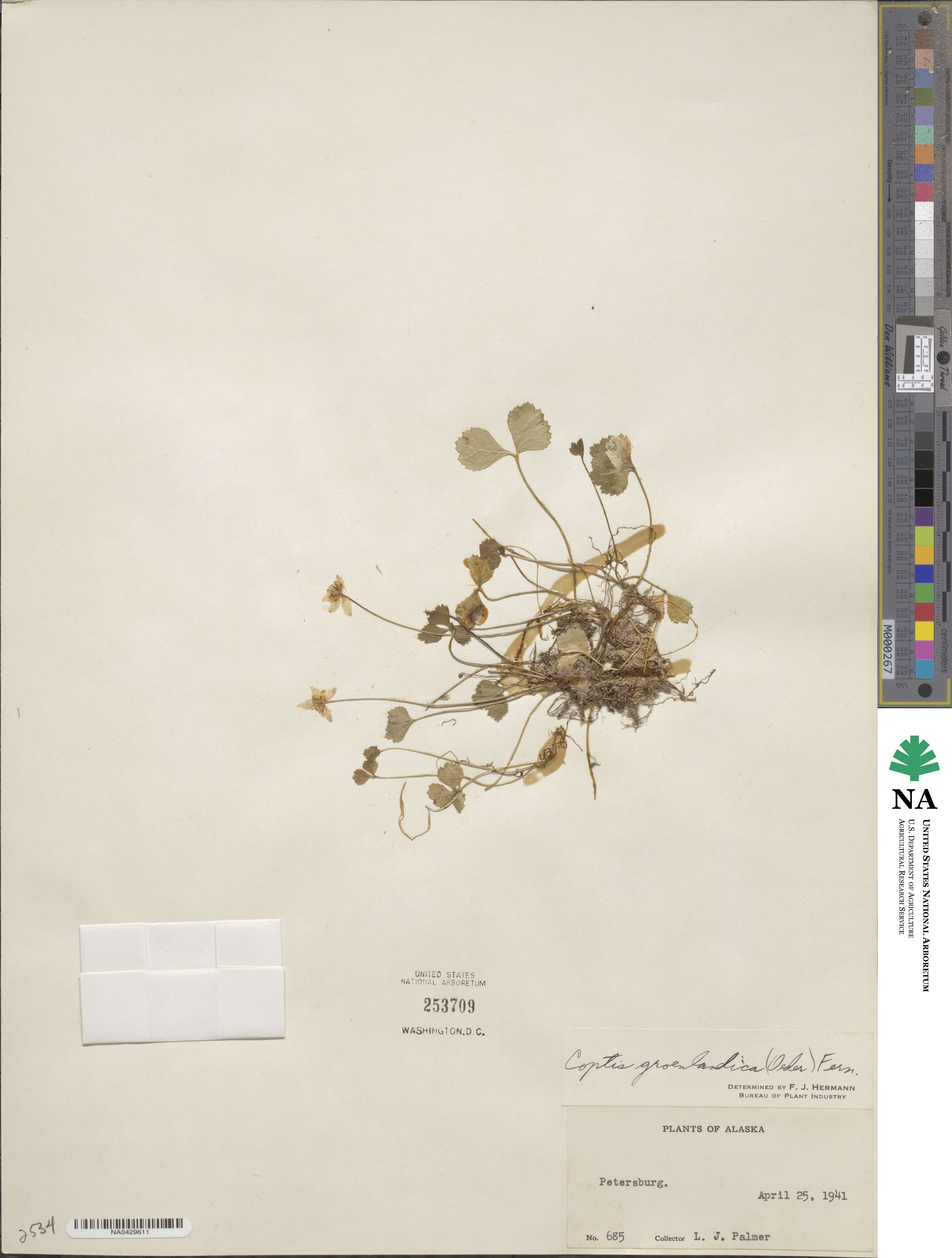 Coptis trifolia subsp. trifolia image