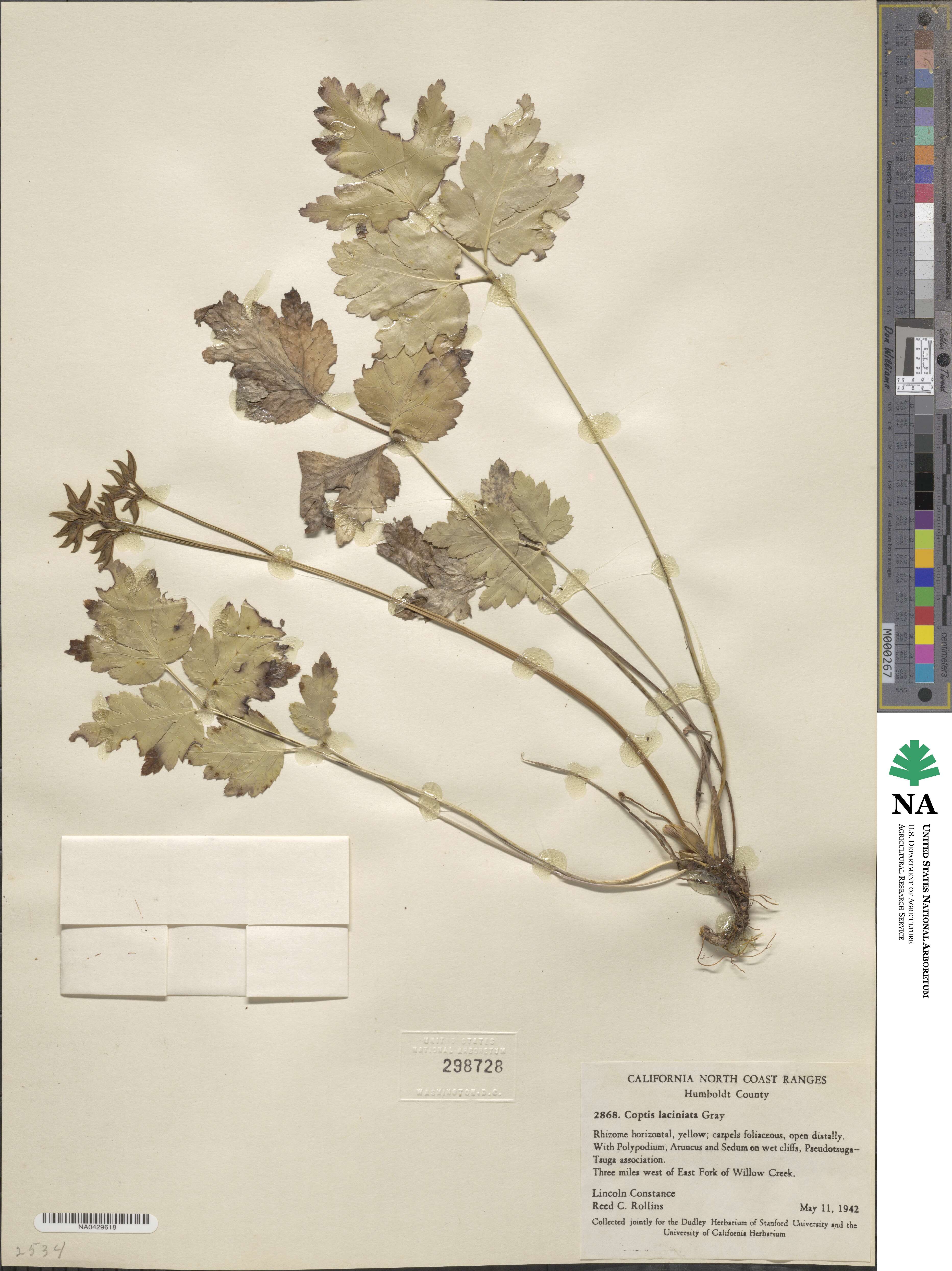 Coptis laciniata image