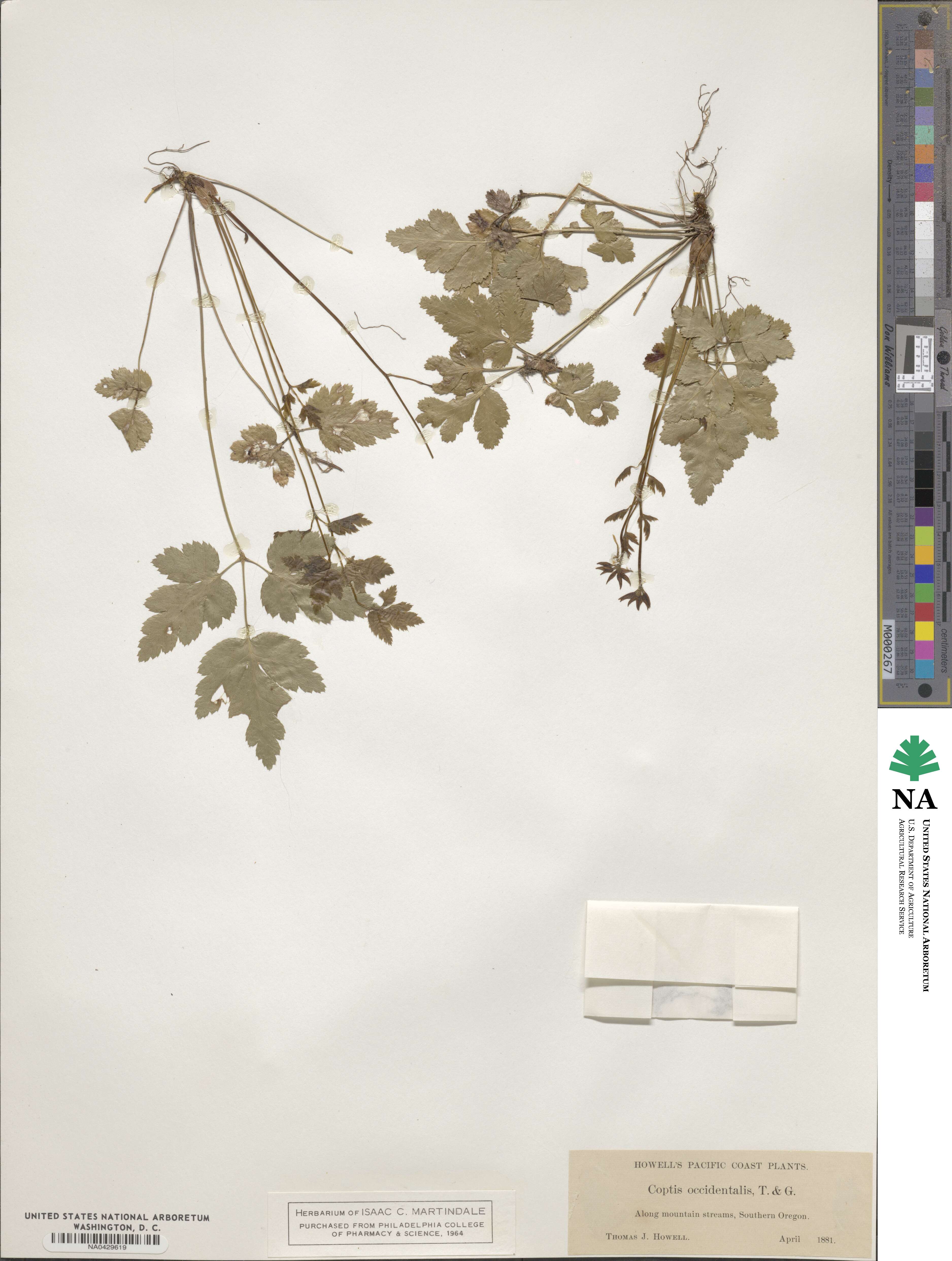 Coptis occidentalis image