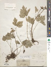 Coptis occidentalis image