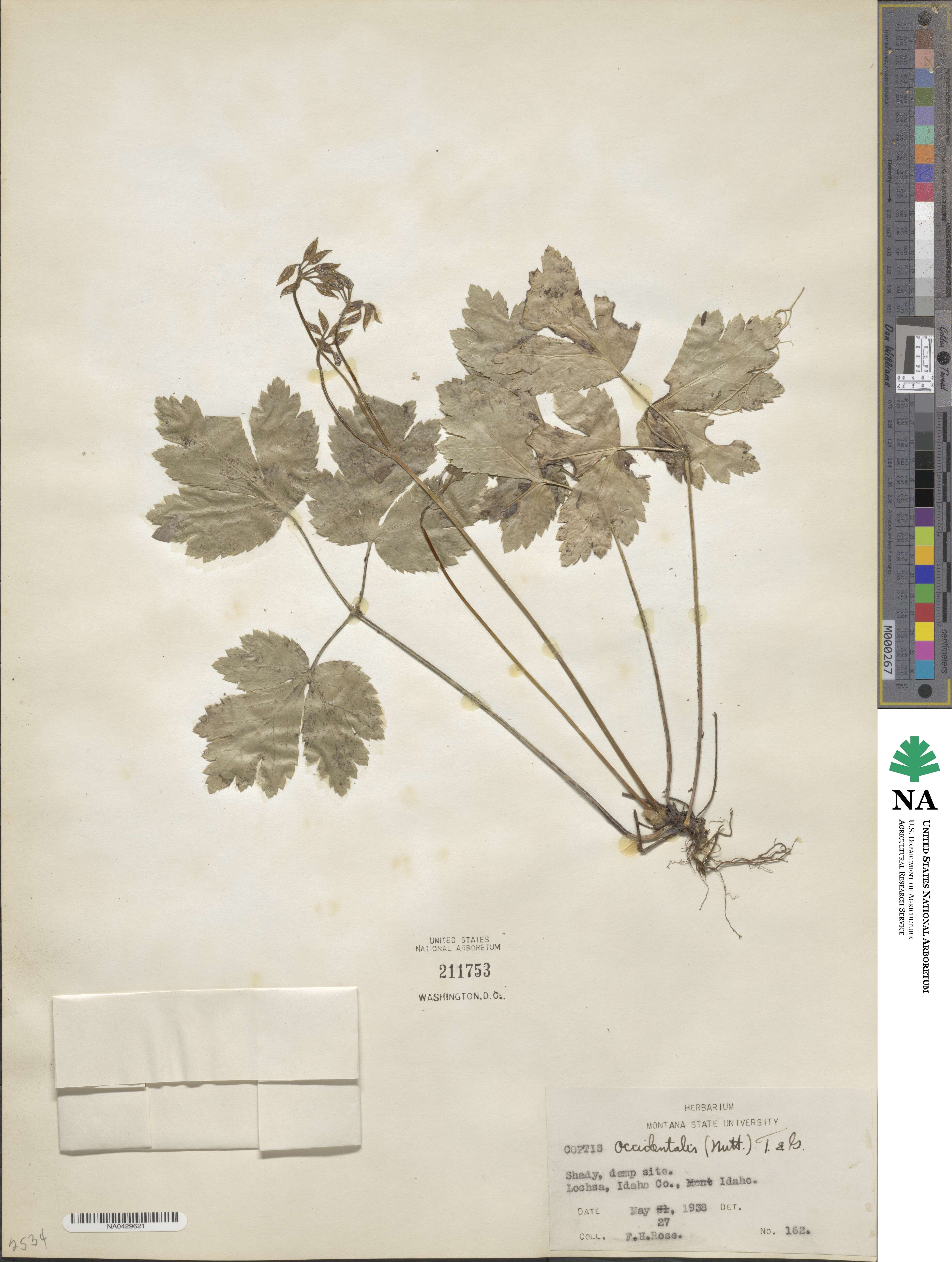 Coptis occidentalis image