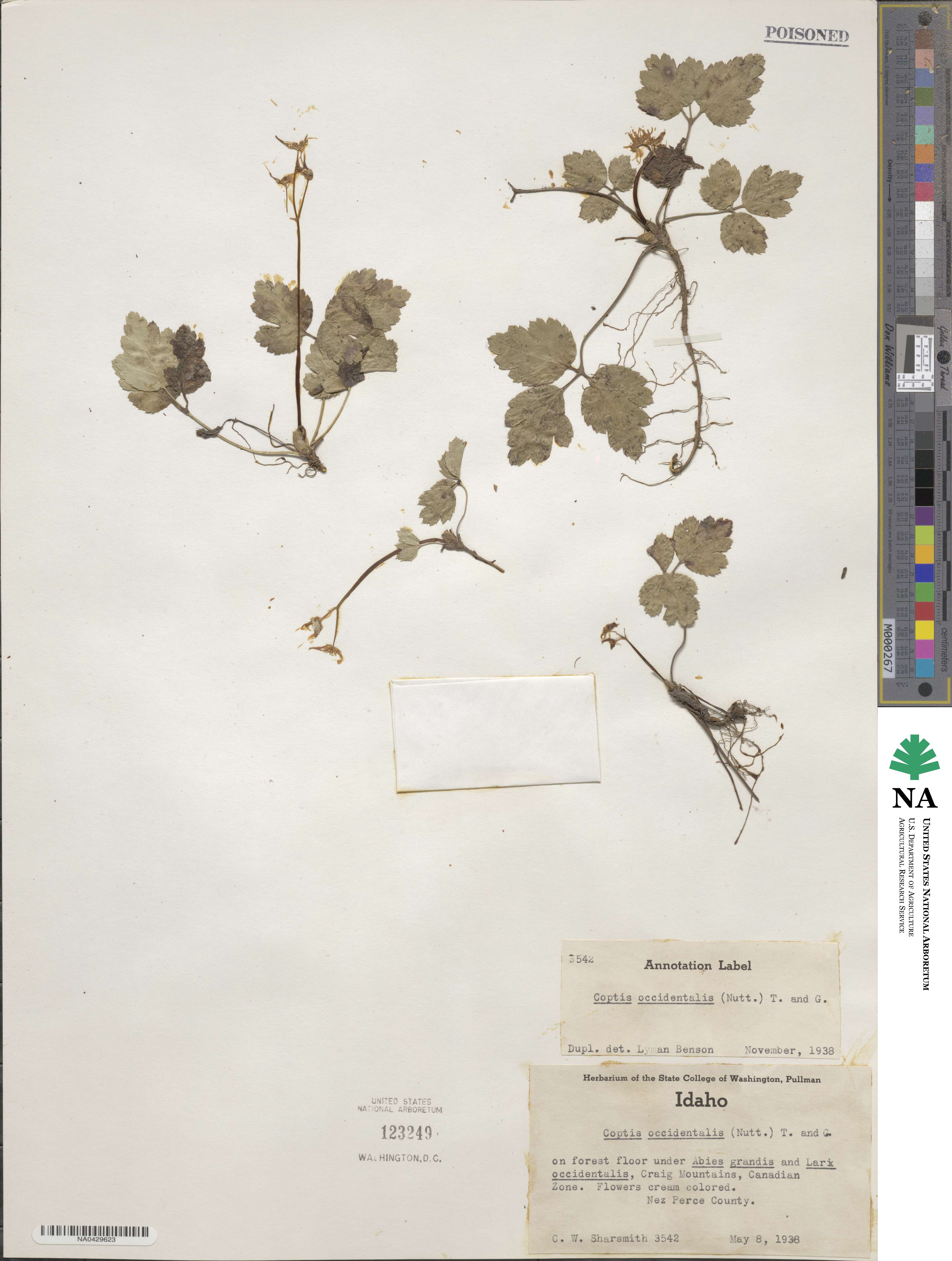 Coptis occidentalis image