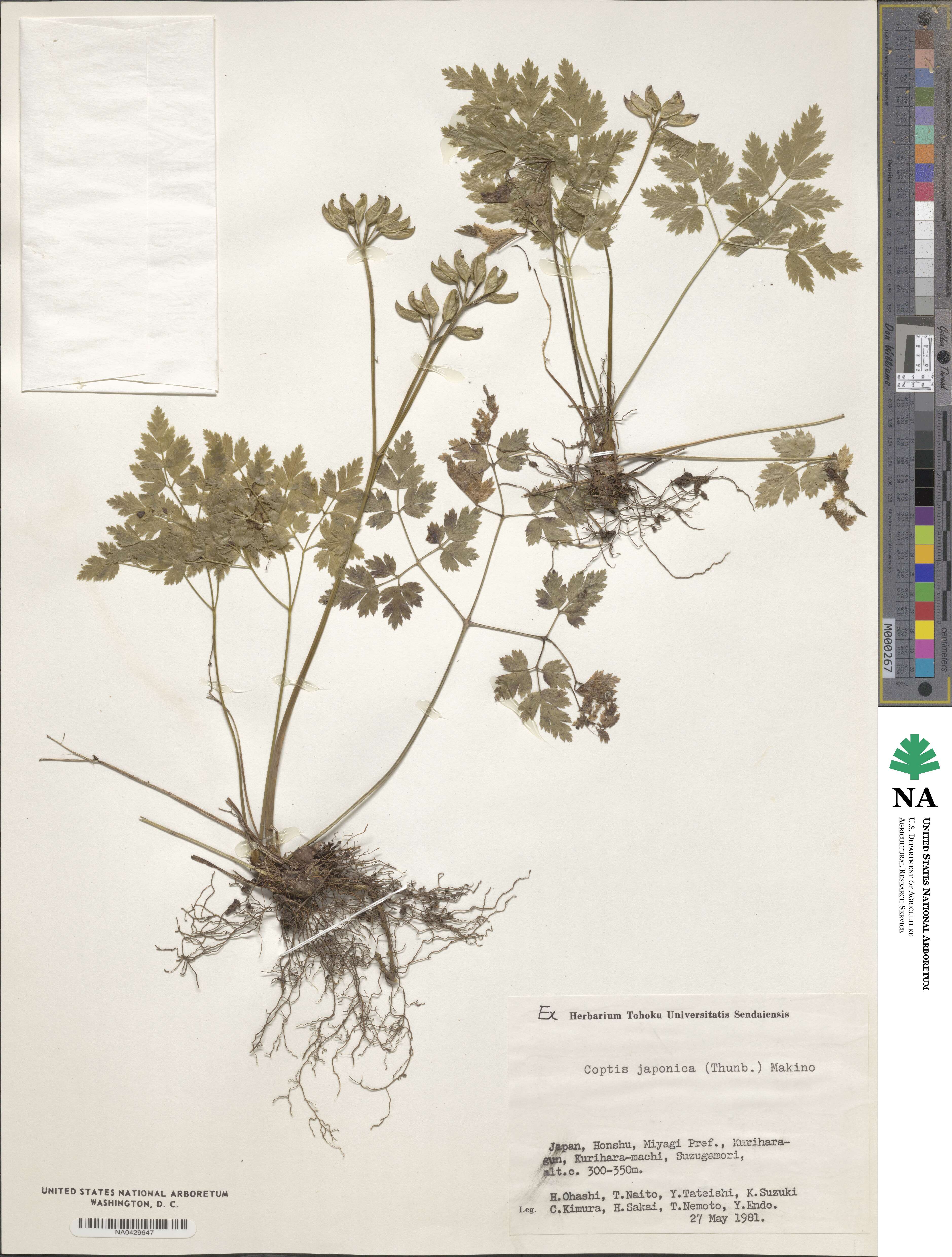 Coptis japonica image