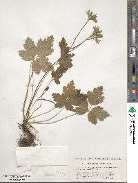 Coptis japonica image