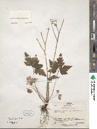 Coptis japonica image