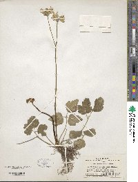 Coptis japonica image