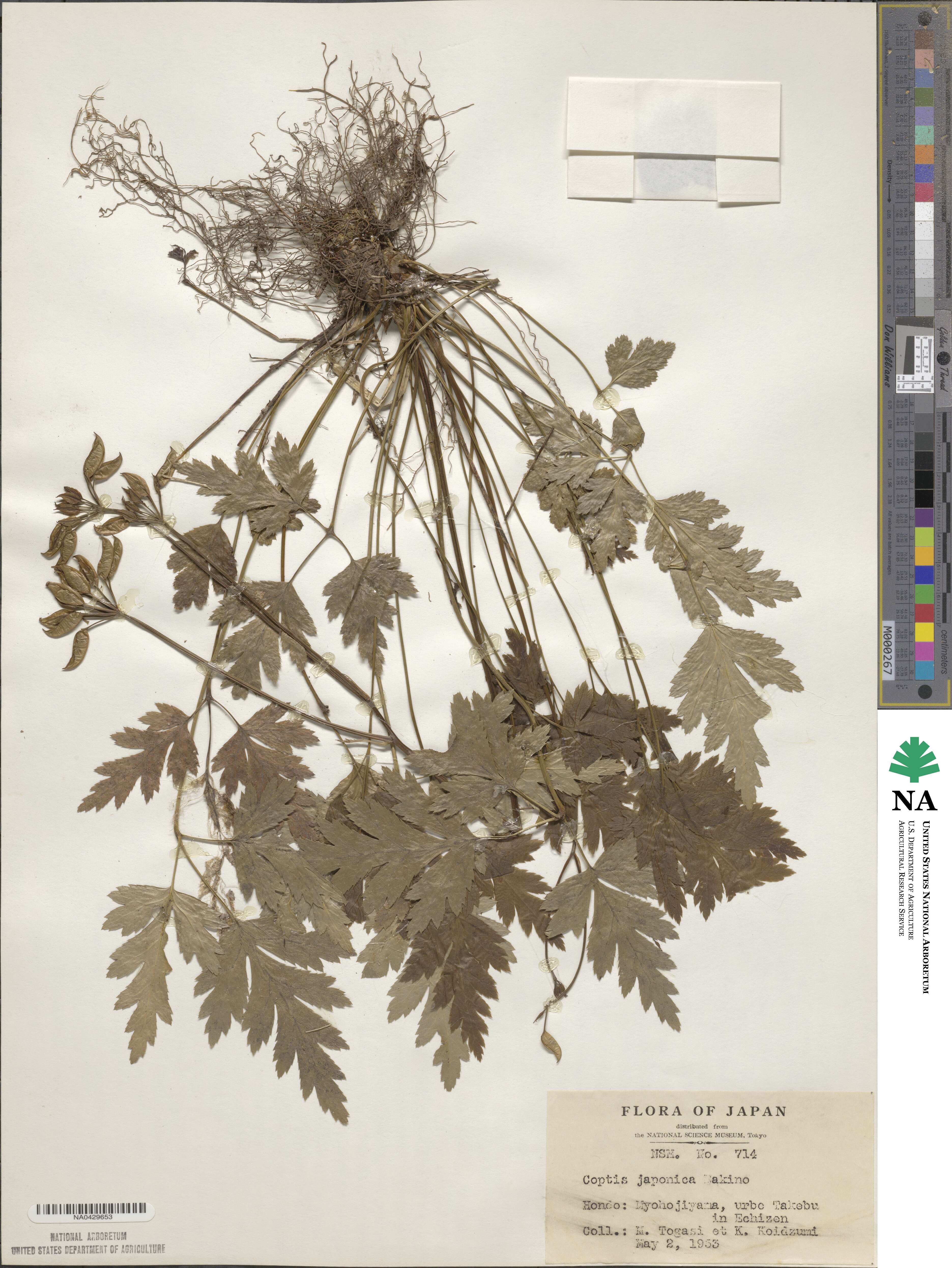 Coptis japonica image
