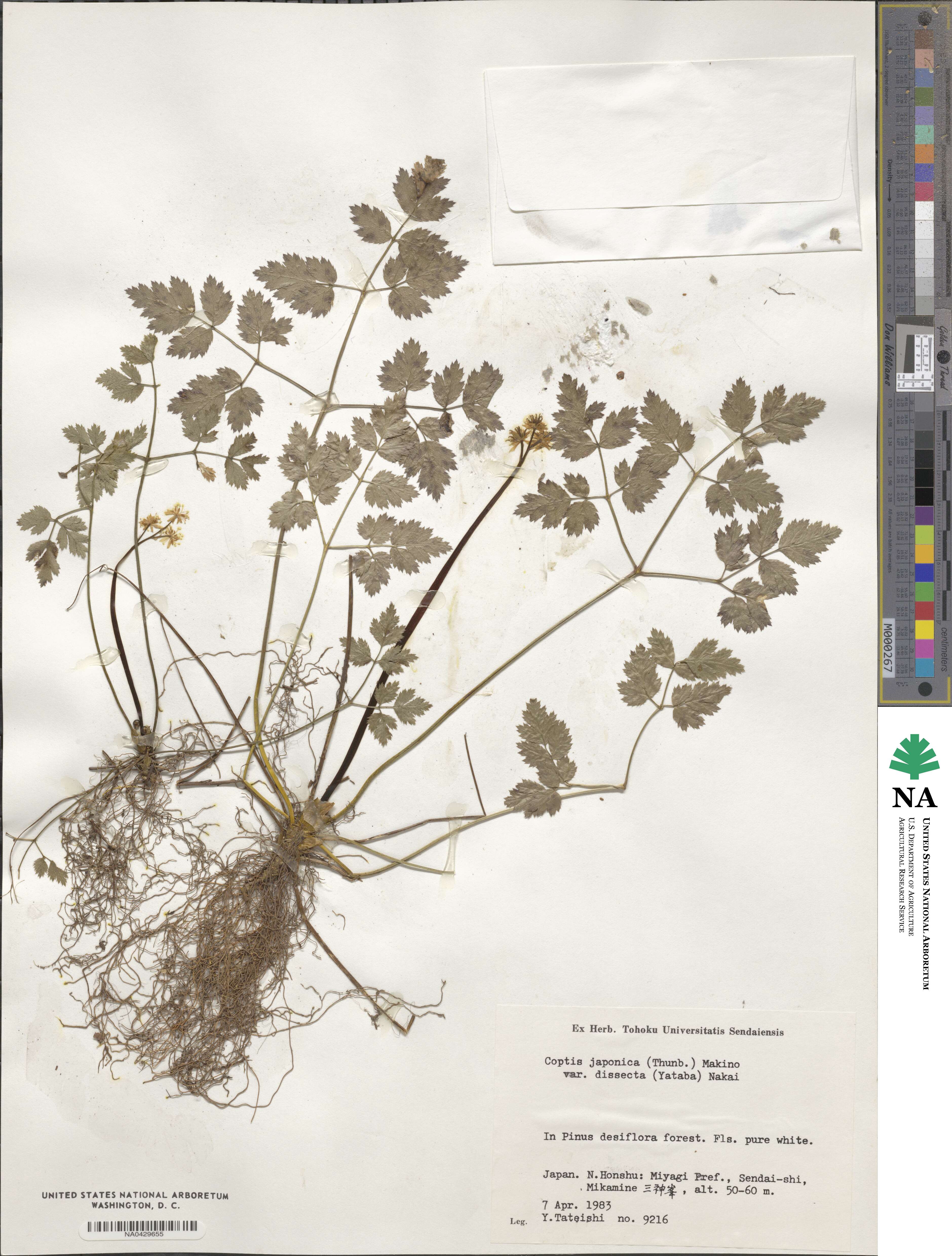 Coptis japonica image