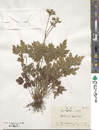 Coptis japonica image
