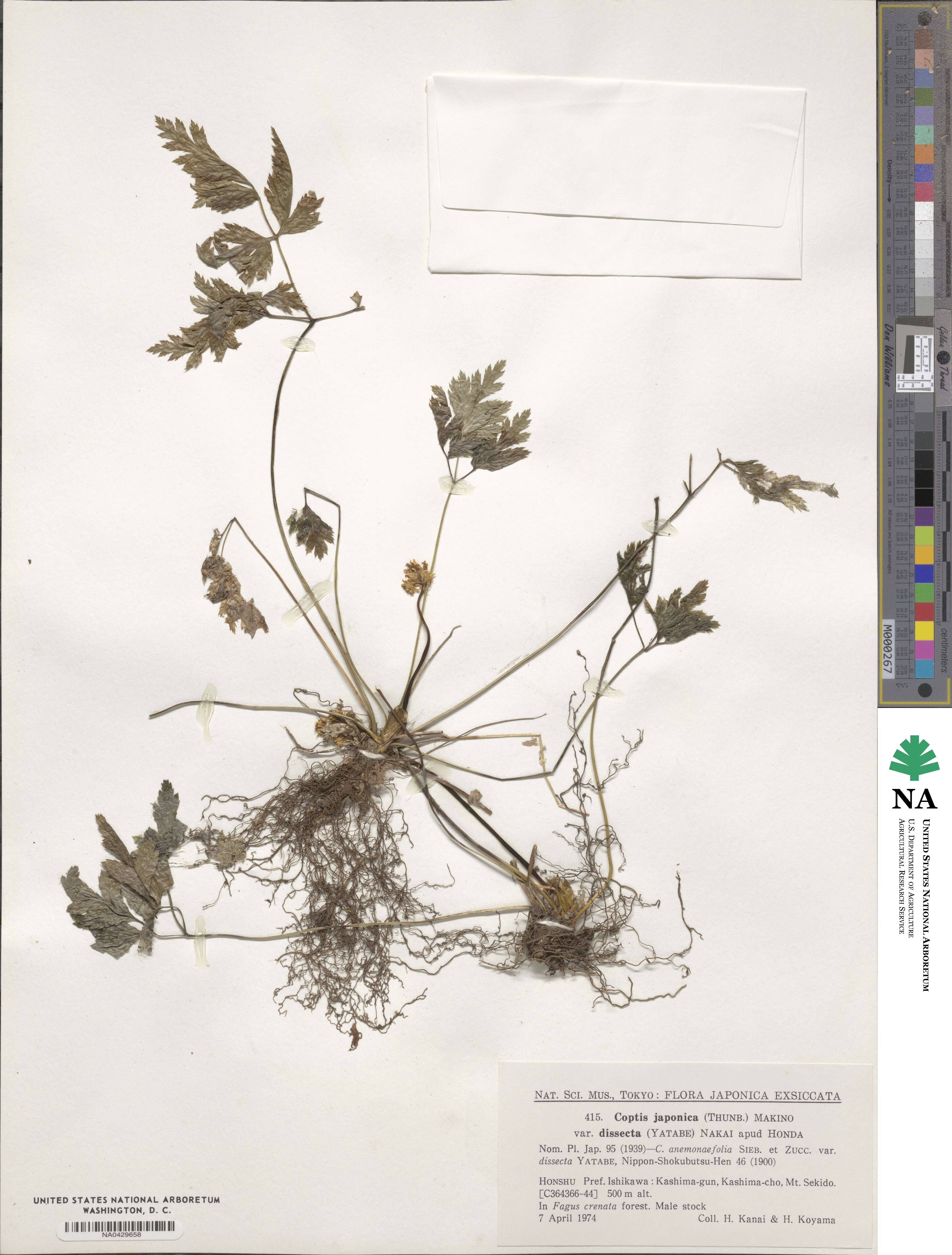 Coptis japonica image