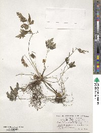 Coptis japonica image
