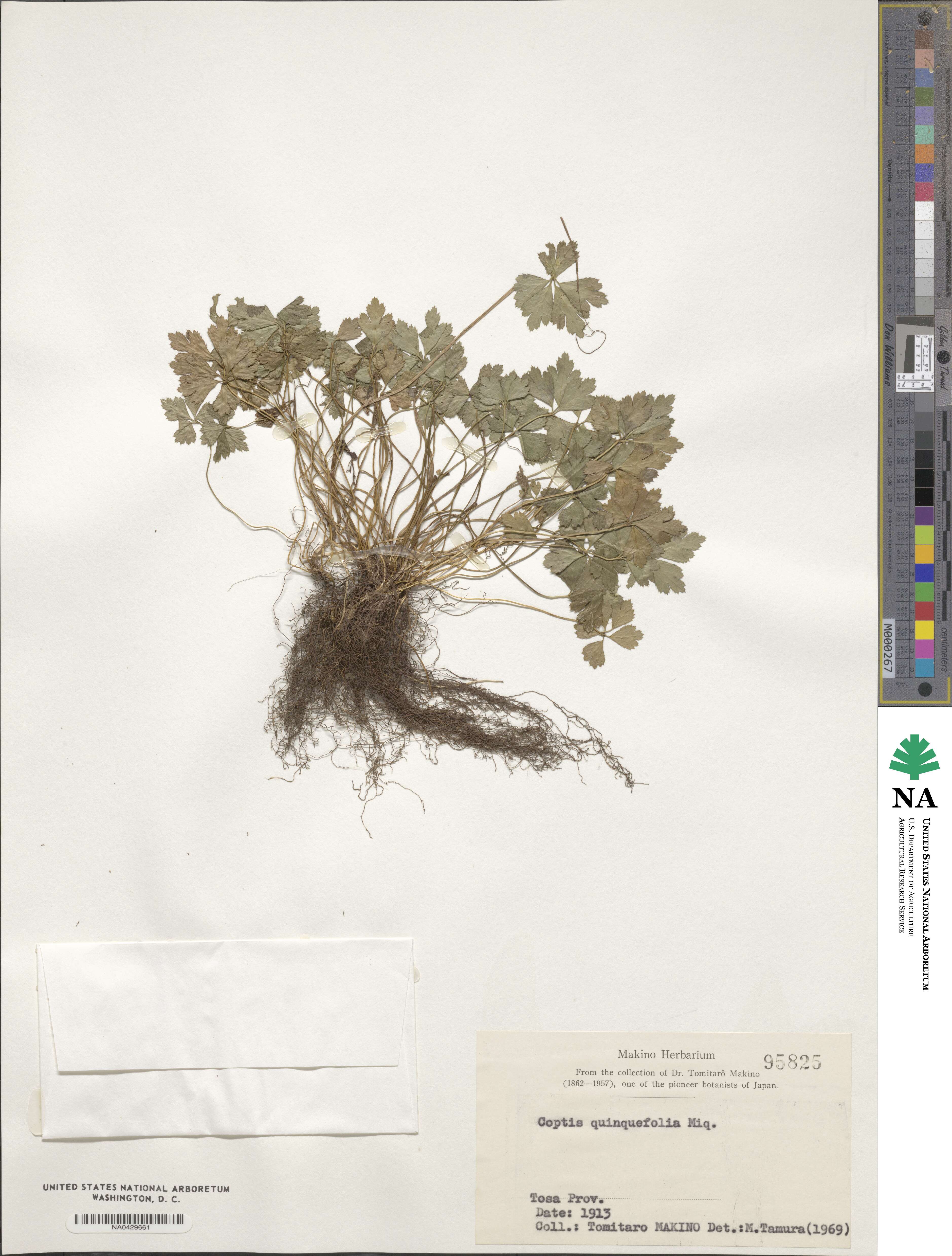 Coptis quinquefolia image