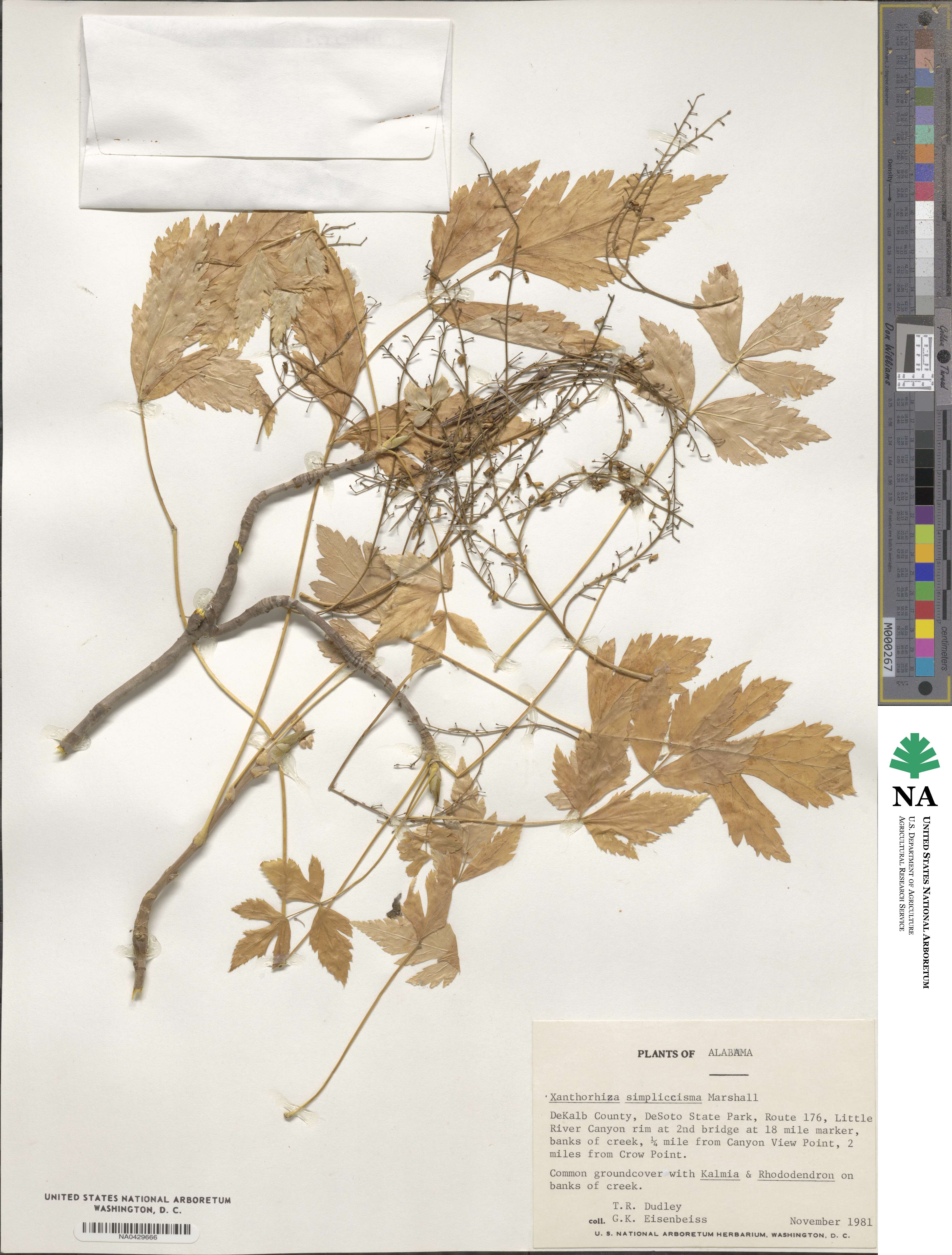 Xanthorhiza simplicissima image