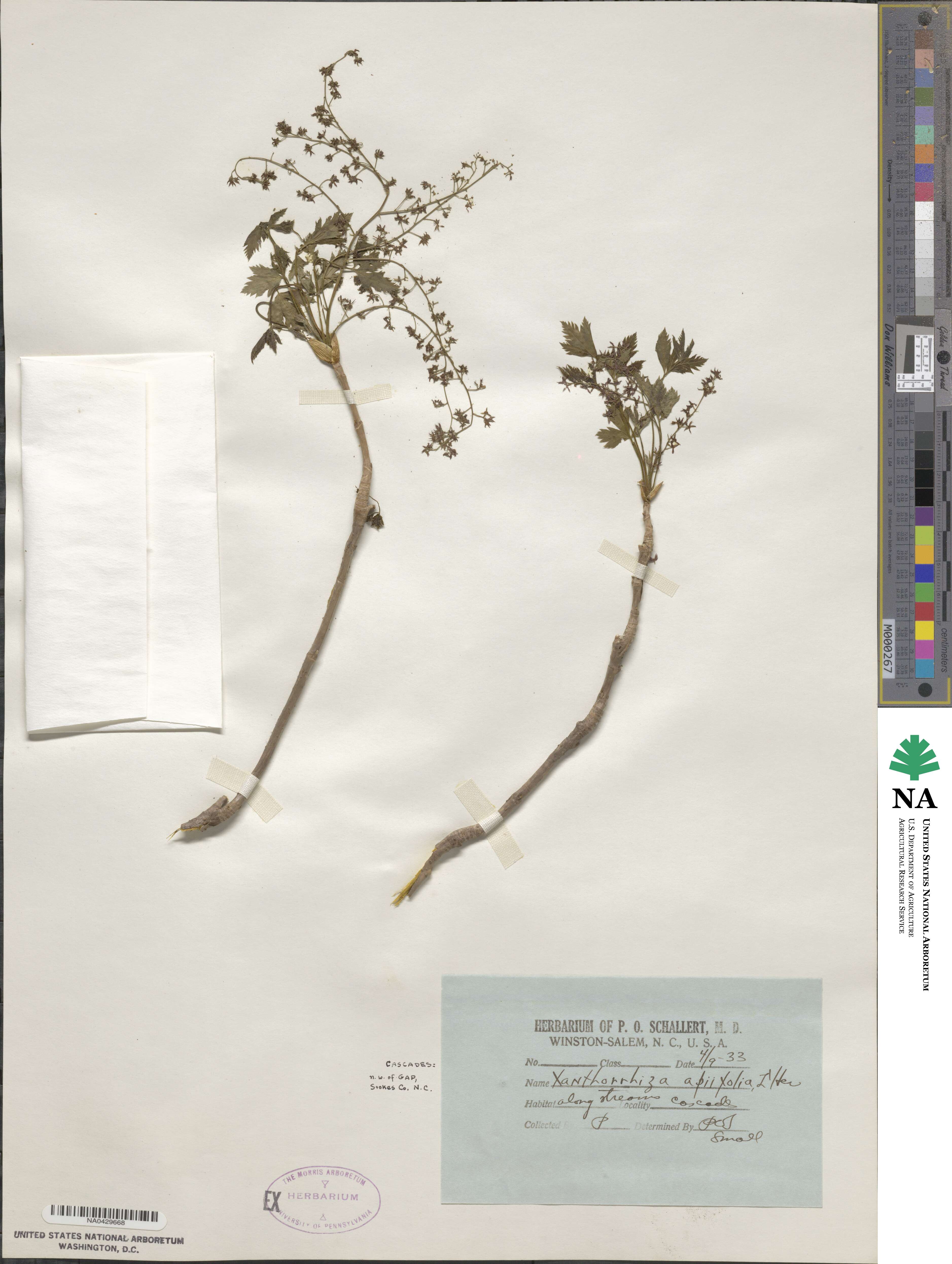 Xanthorhiza simplicissima image