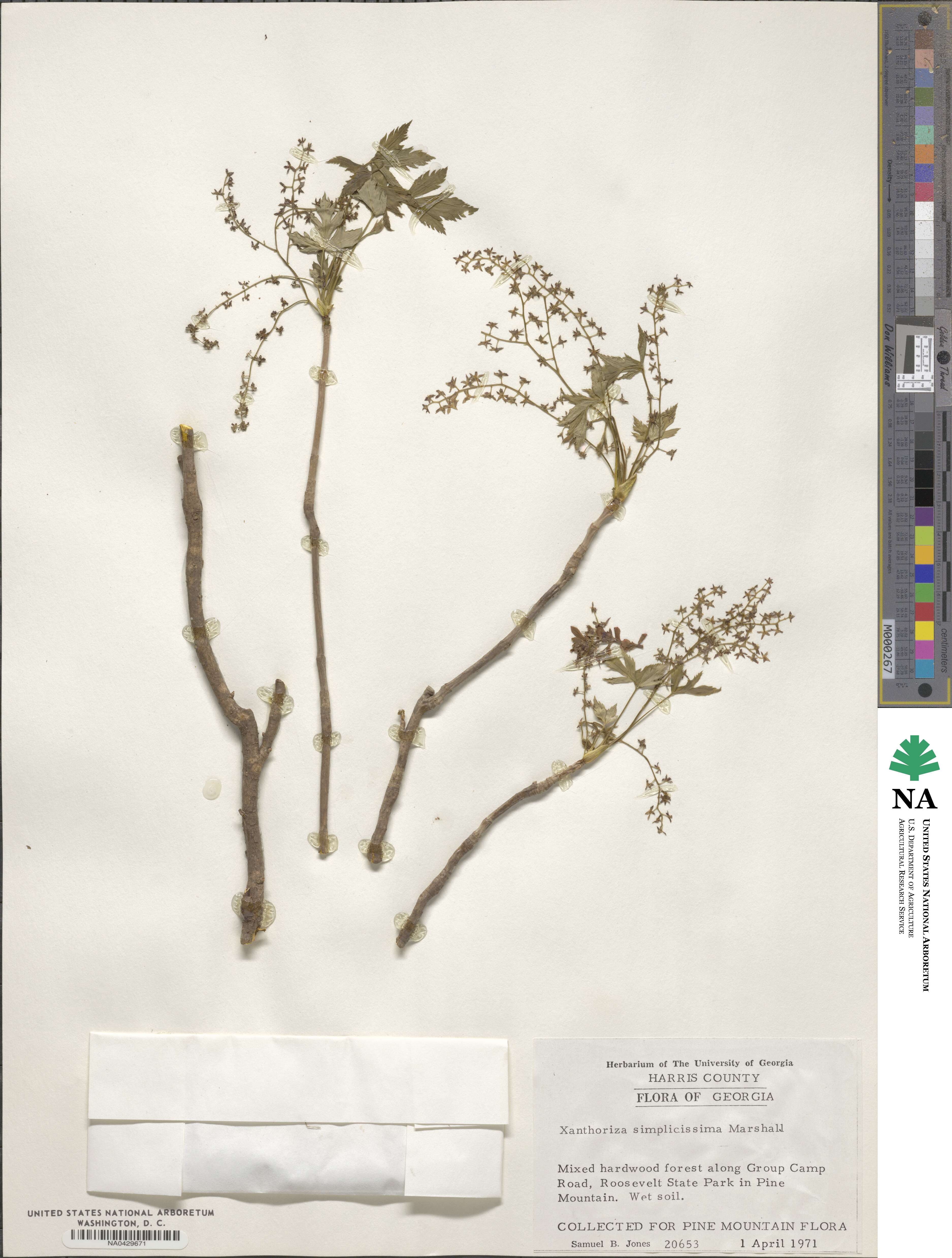Xanthorhiza simplicissima image