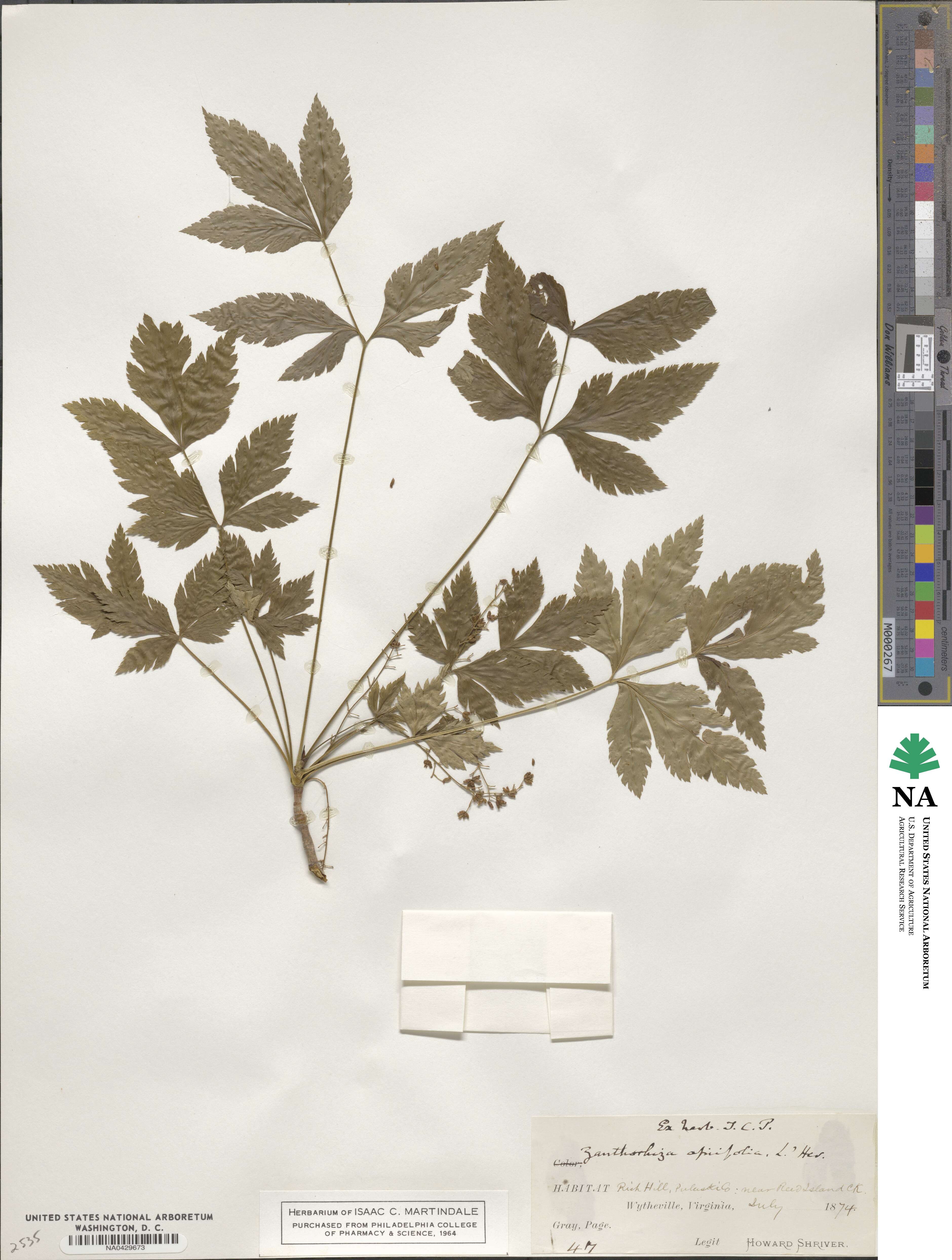 Xanthorhiza simplicissima image
