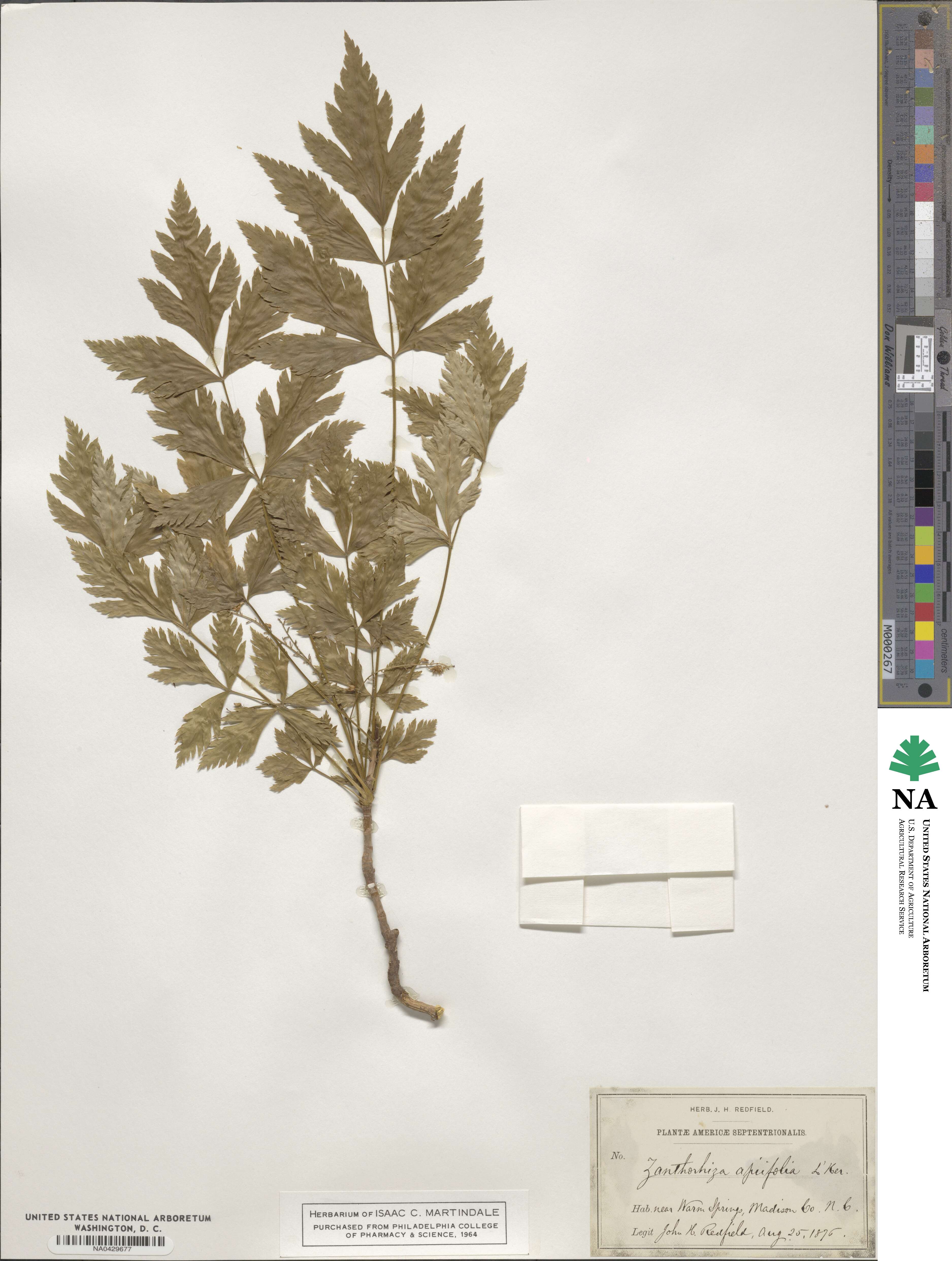 Coptidoideae image