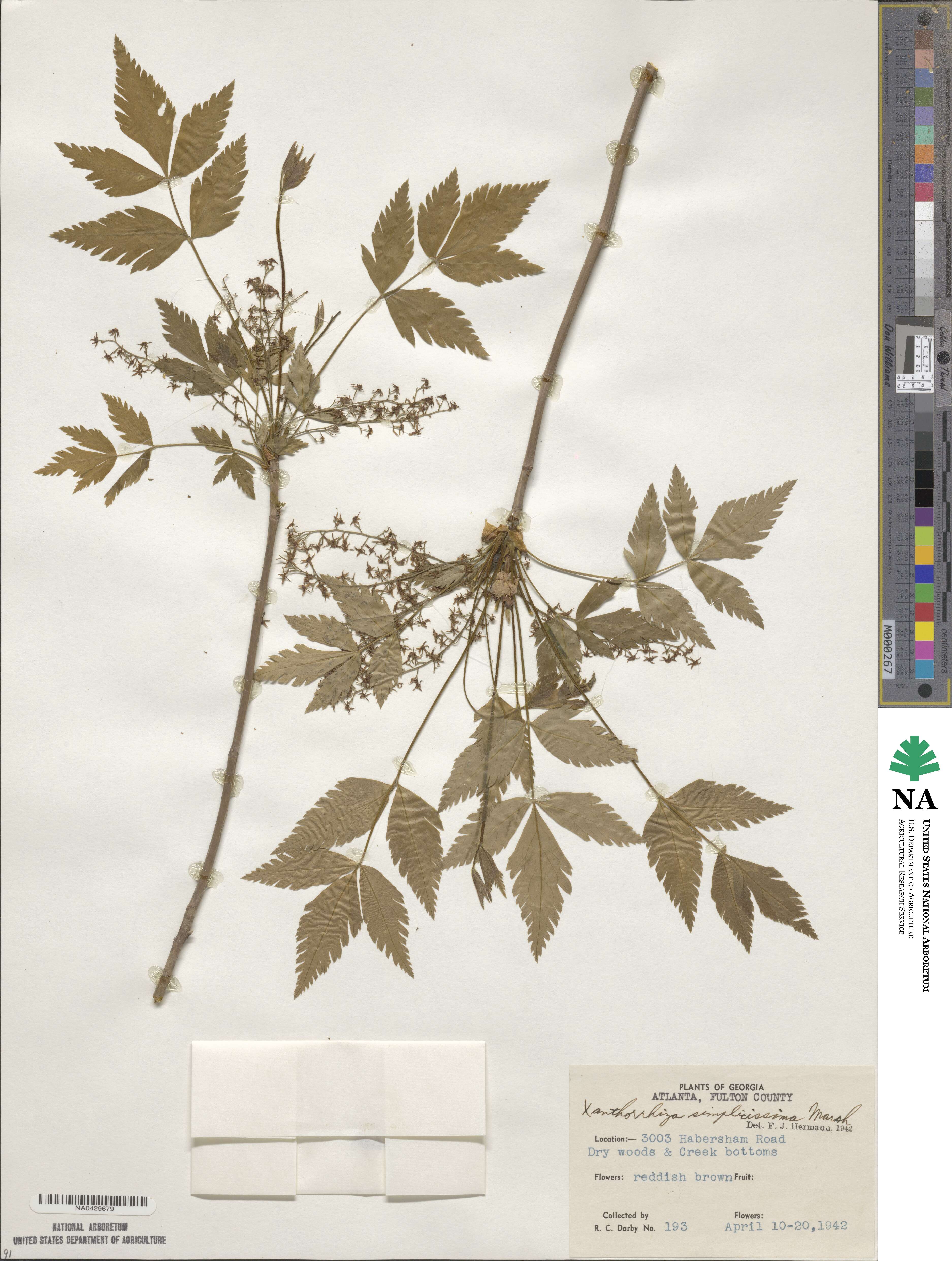 Coptidoideae image