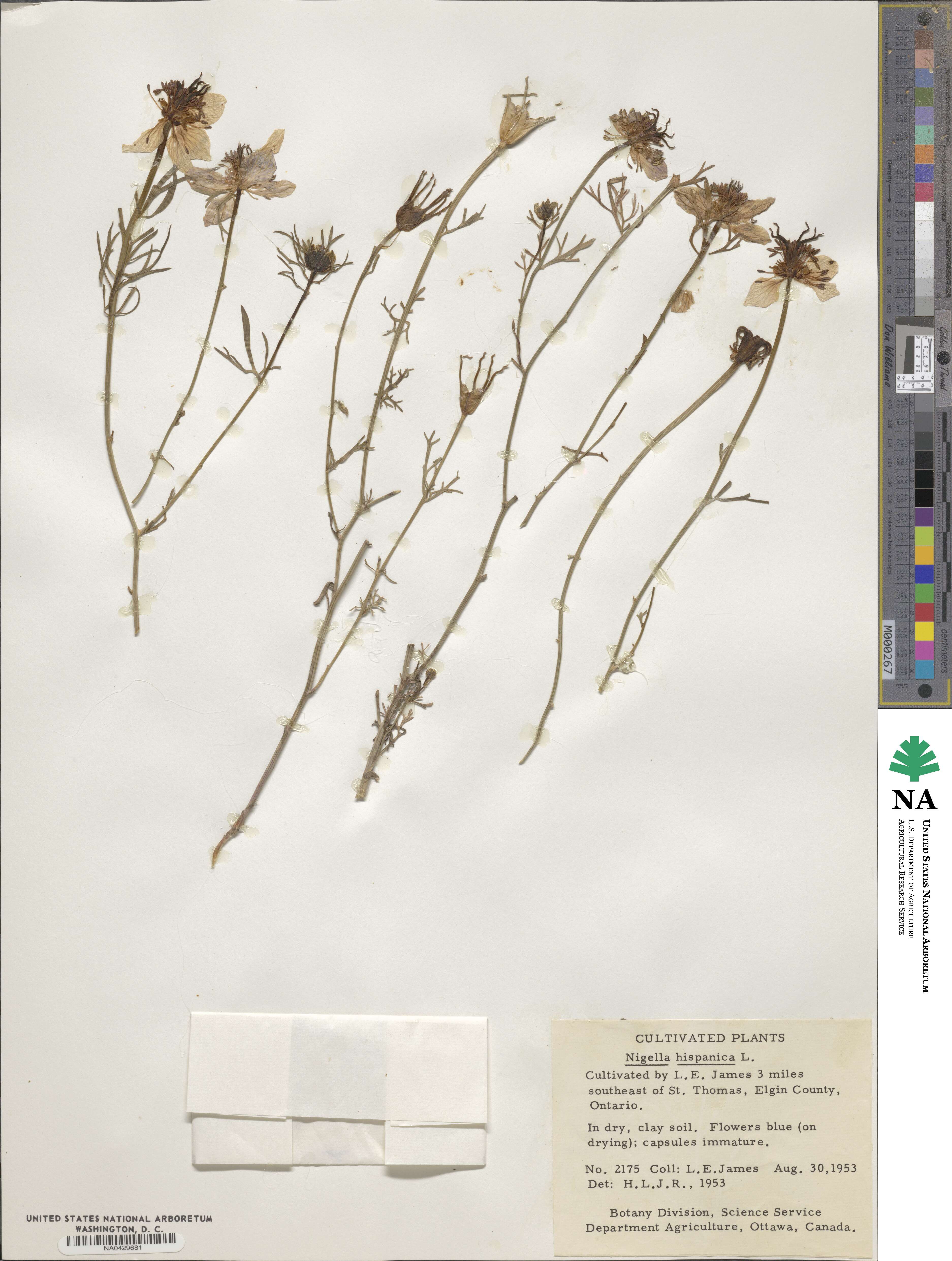 Nigella hispanica image