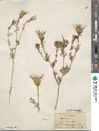 Nigella hispanica image