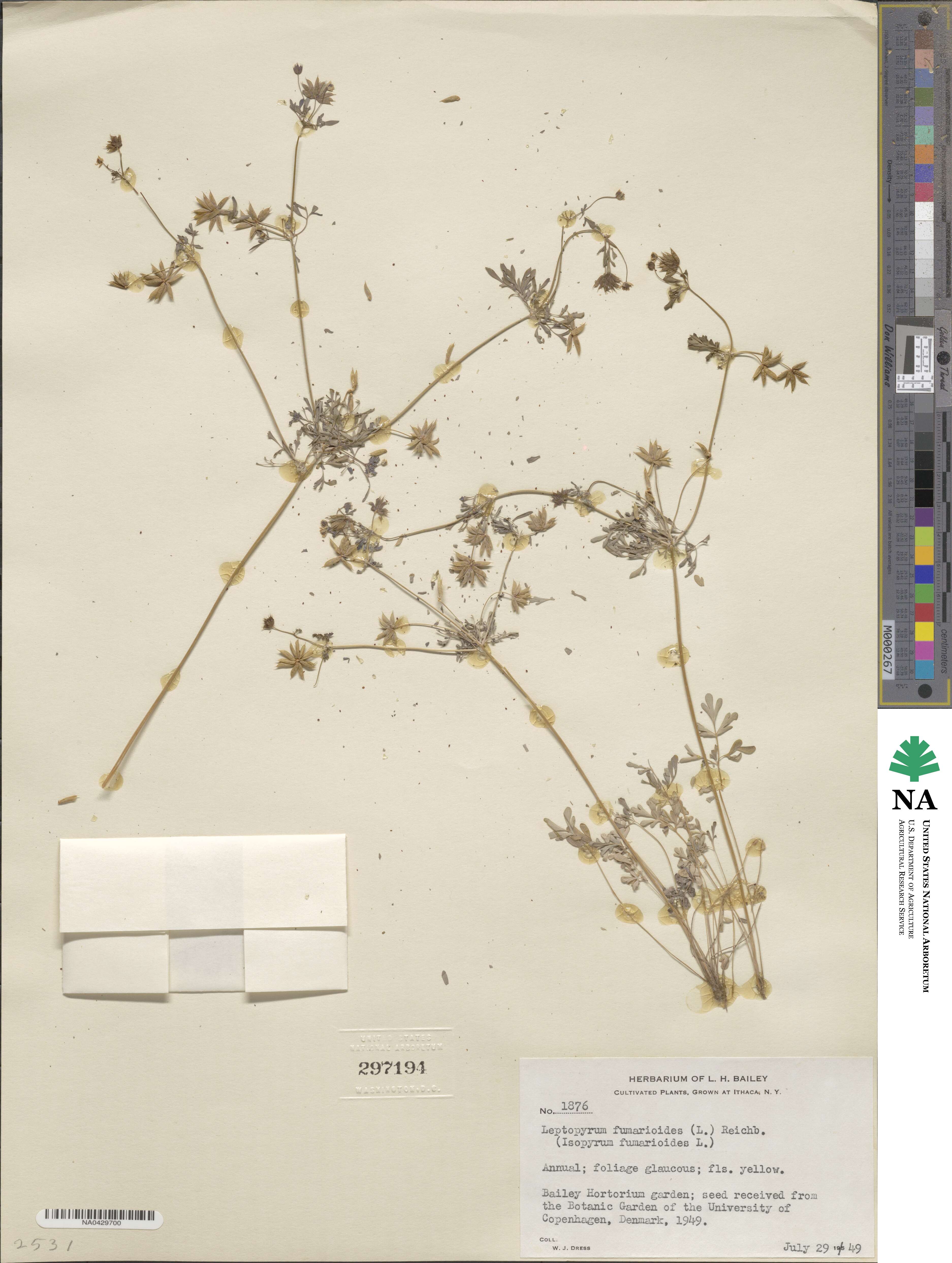 Leptopyrum fumarioides image
