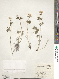 Isopyrum biternatum image