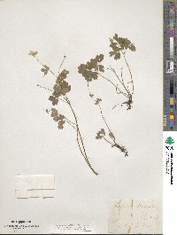Isopyrum biternatum image