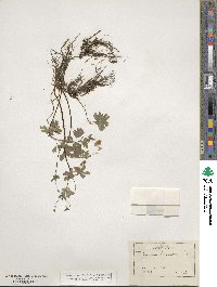 Isopyrum biternatum image