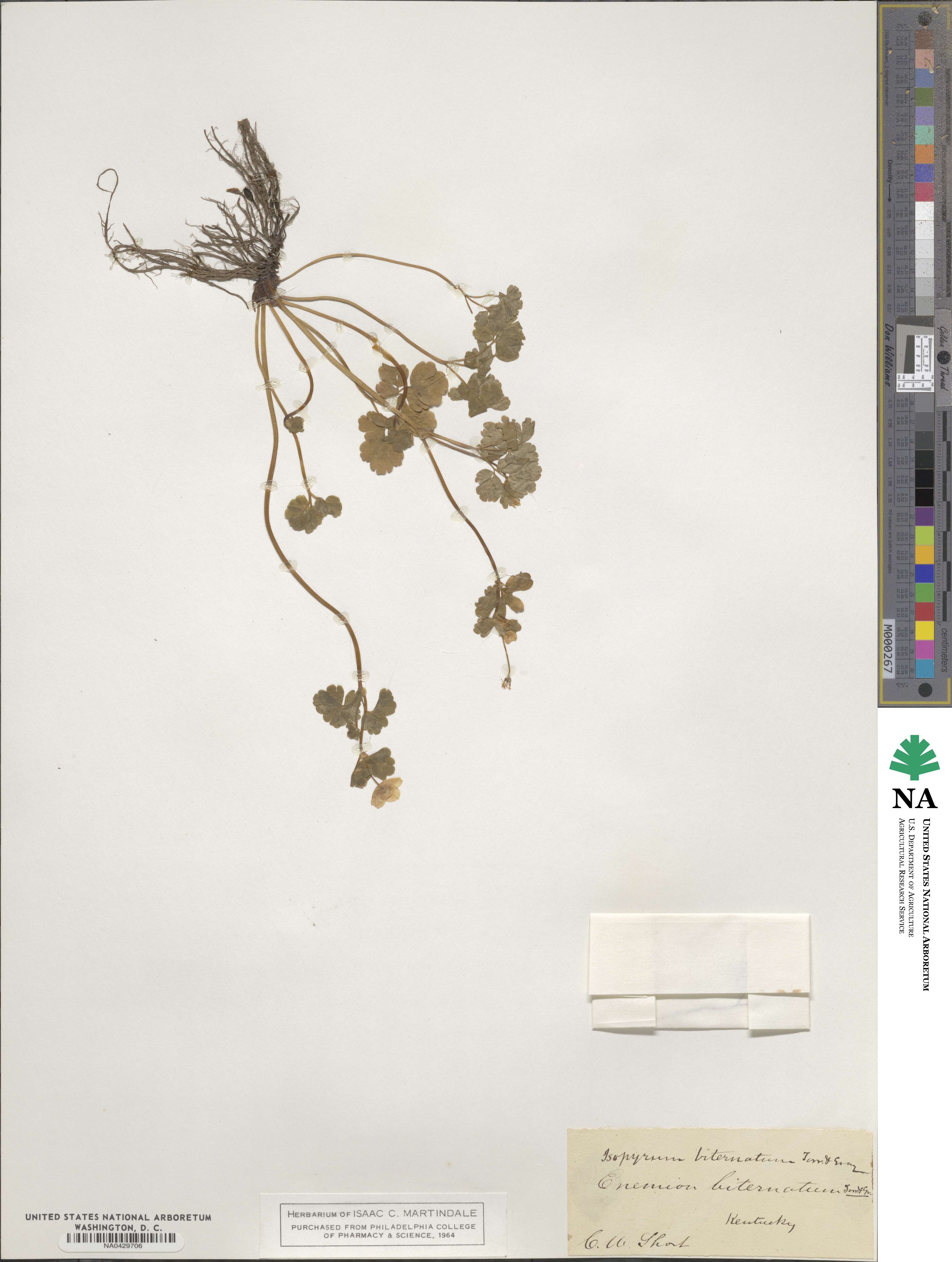 Isopyrum biternatum image