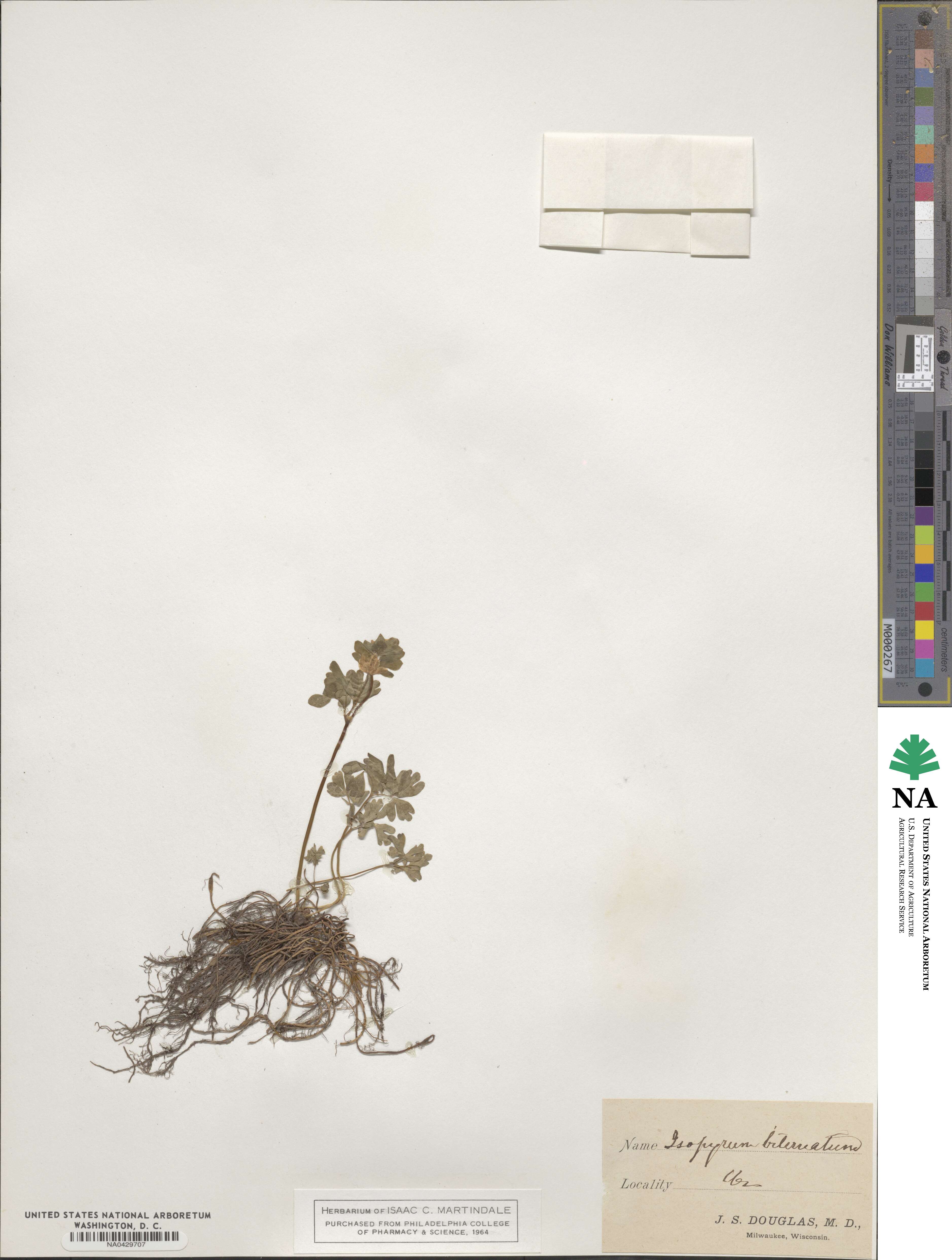 Isopyrum biternatum image
